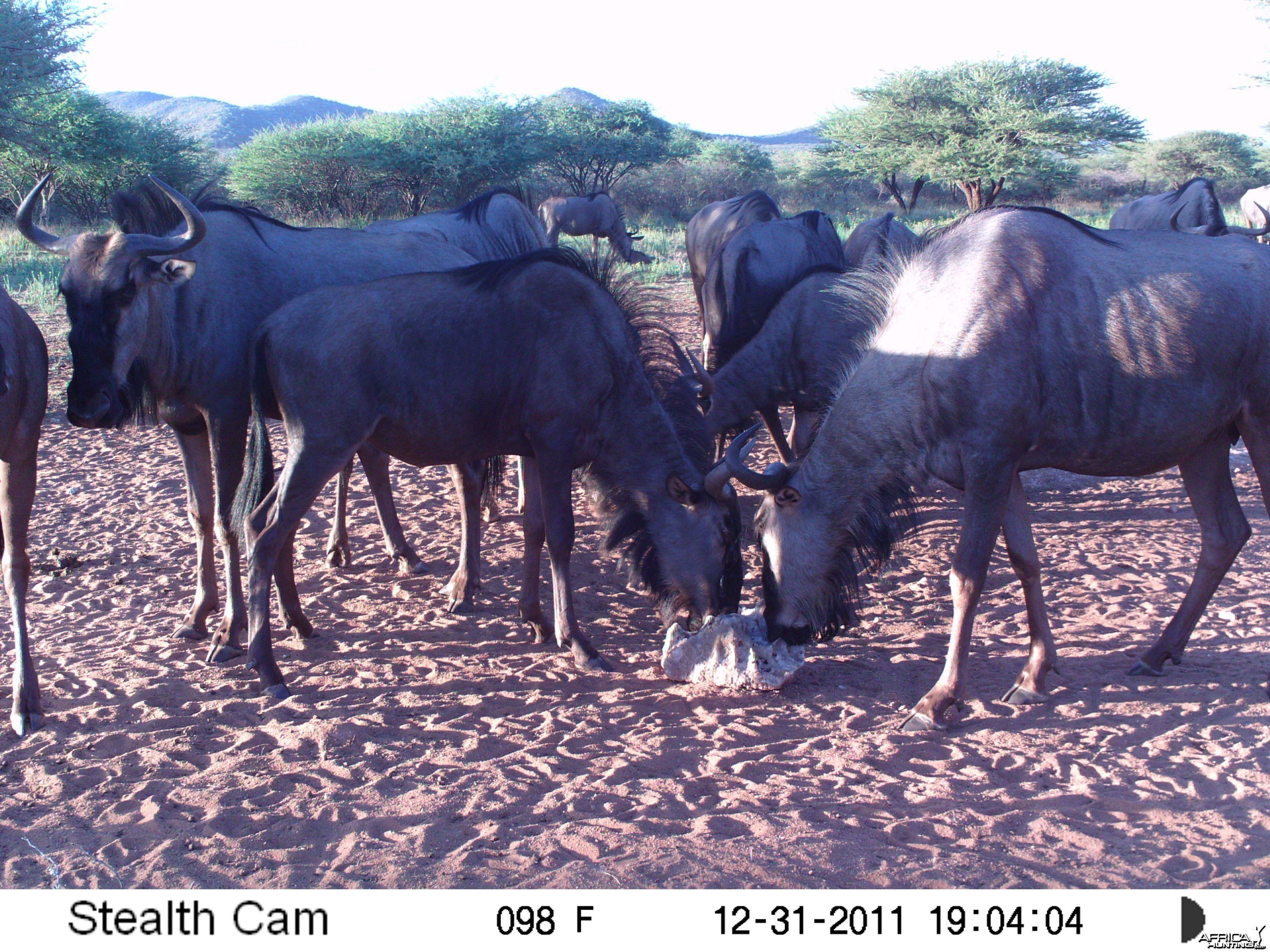 Trail Camera Namibia