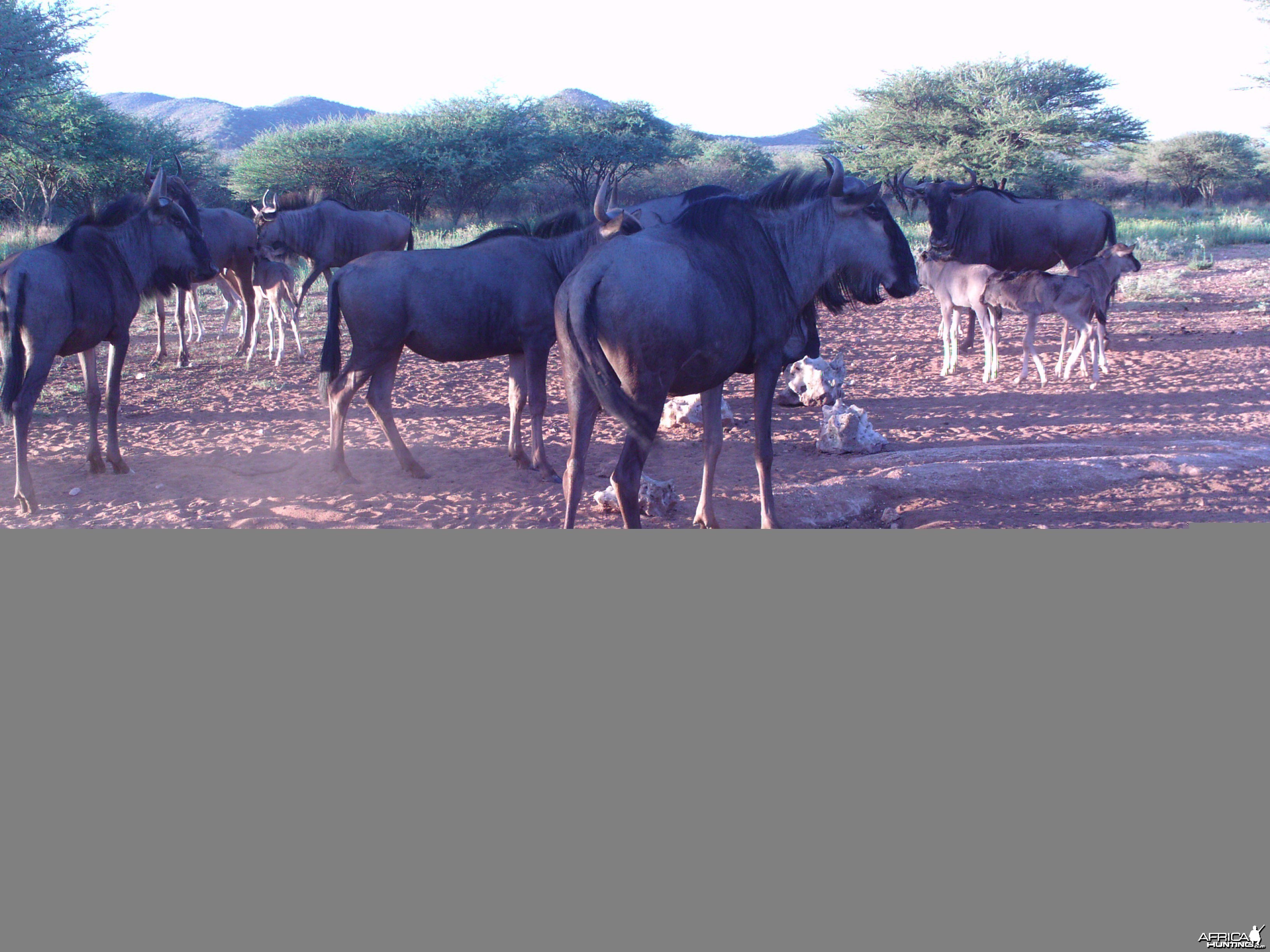 Trail Camera Namibia