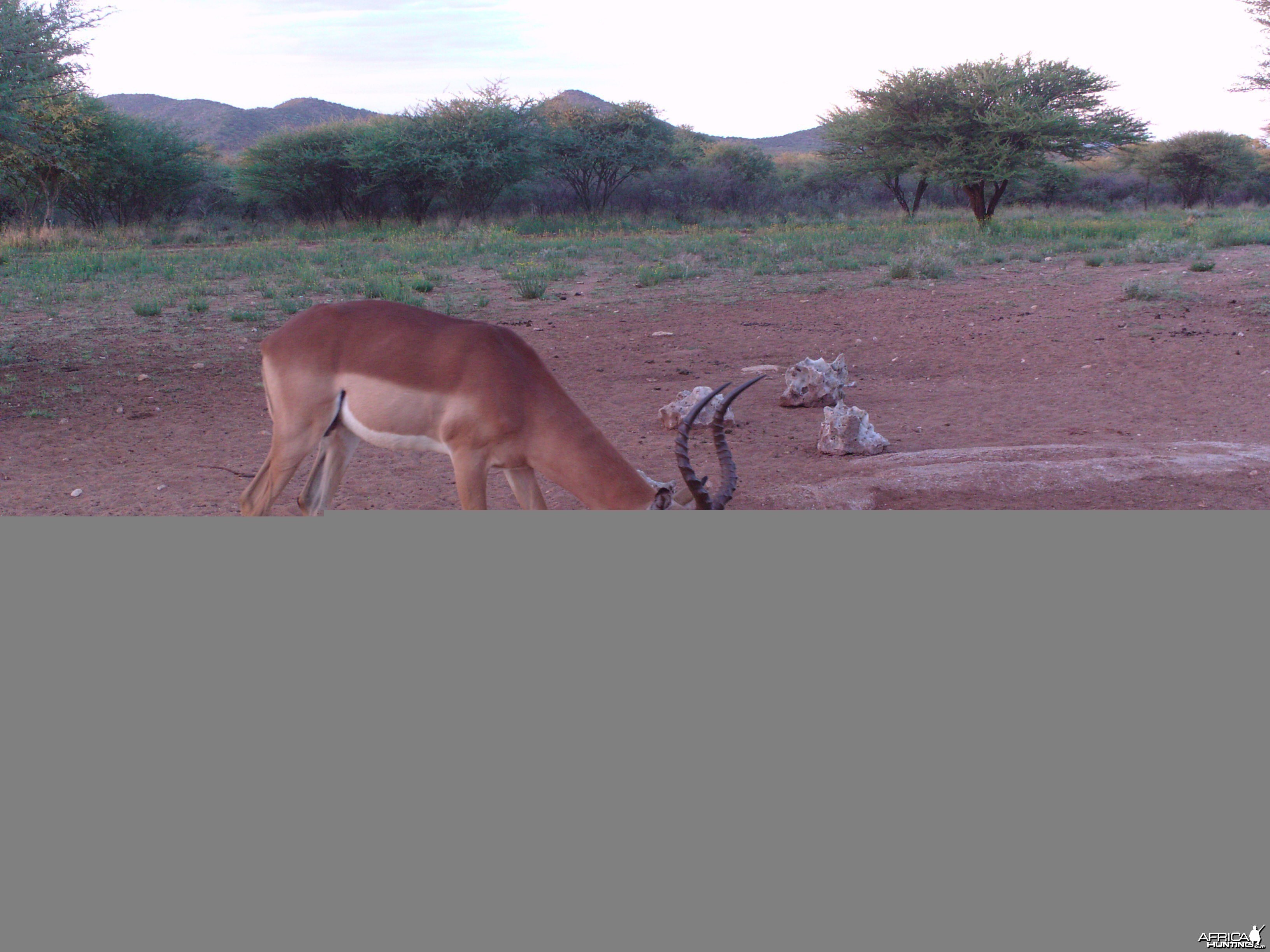 Trail Camera Namibia