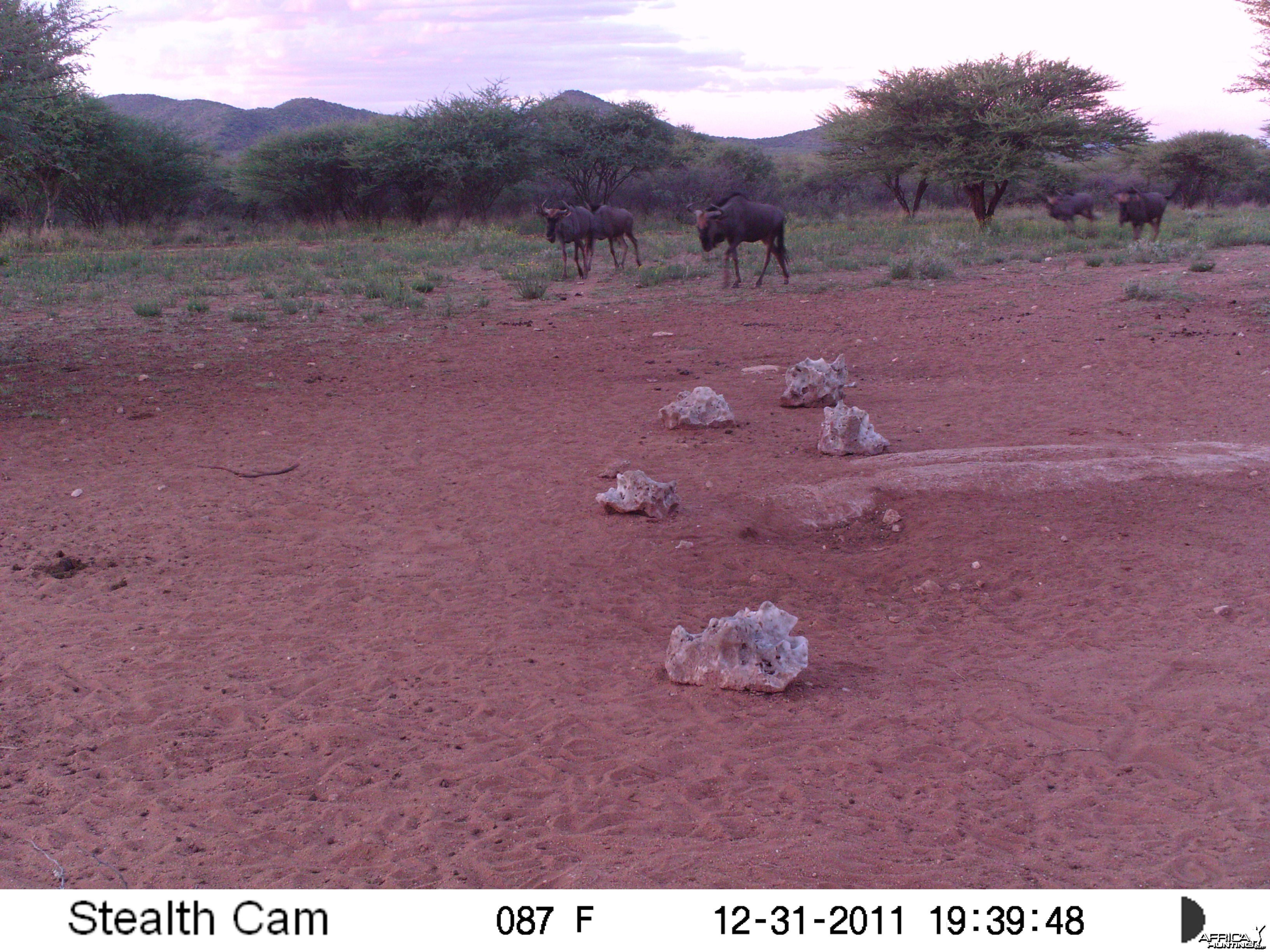 Trail Camera Namibia