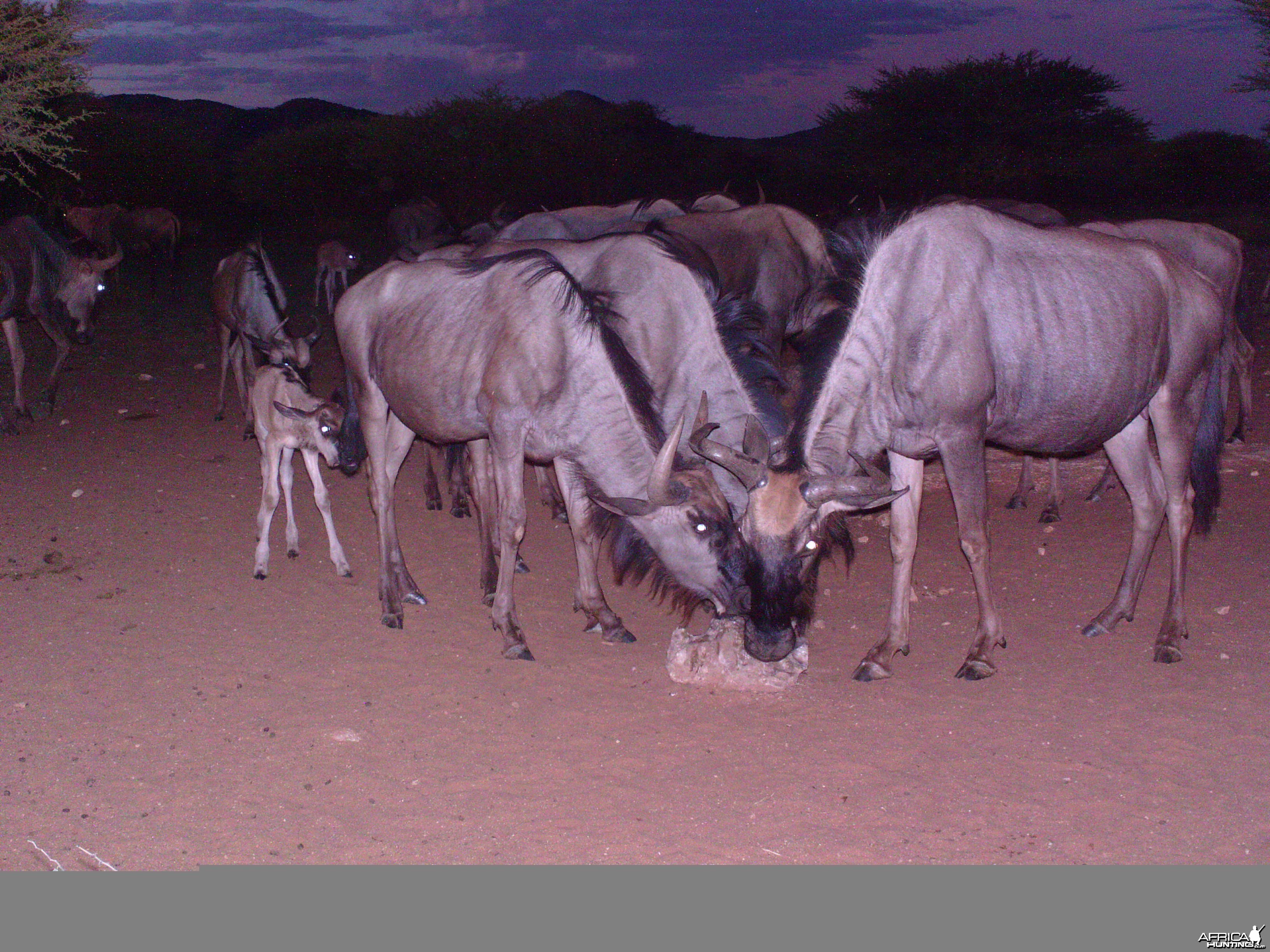 Trail Camera Namibia