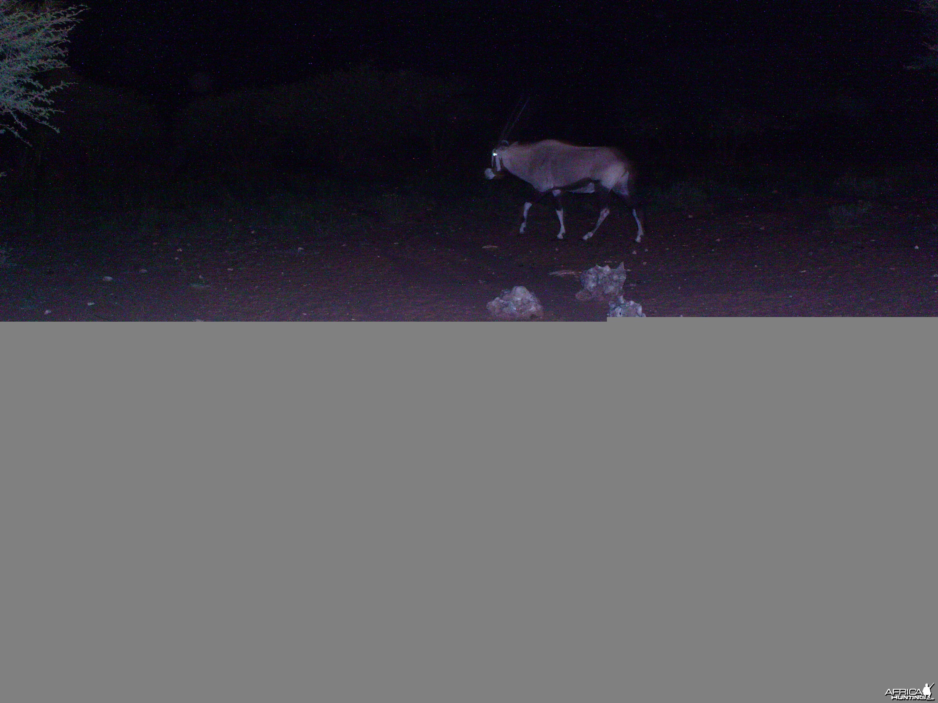 Trail Camera Namibia