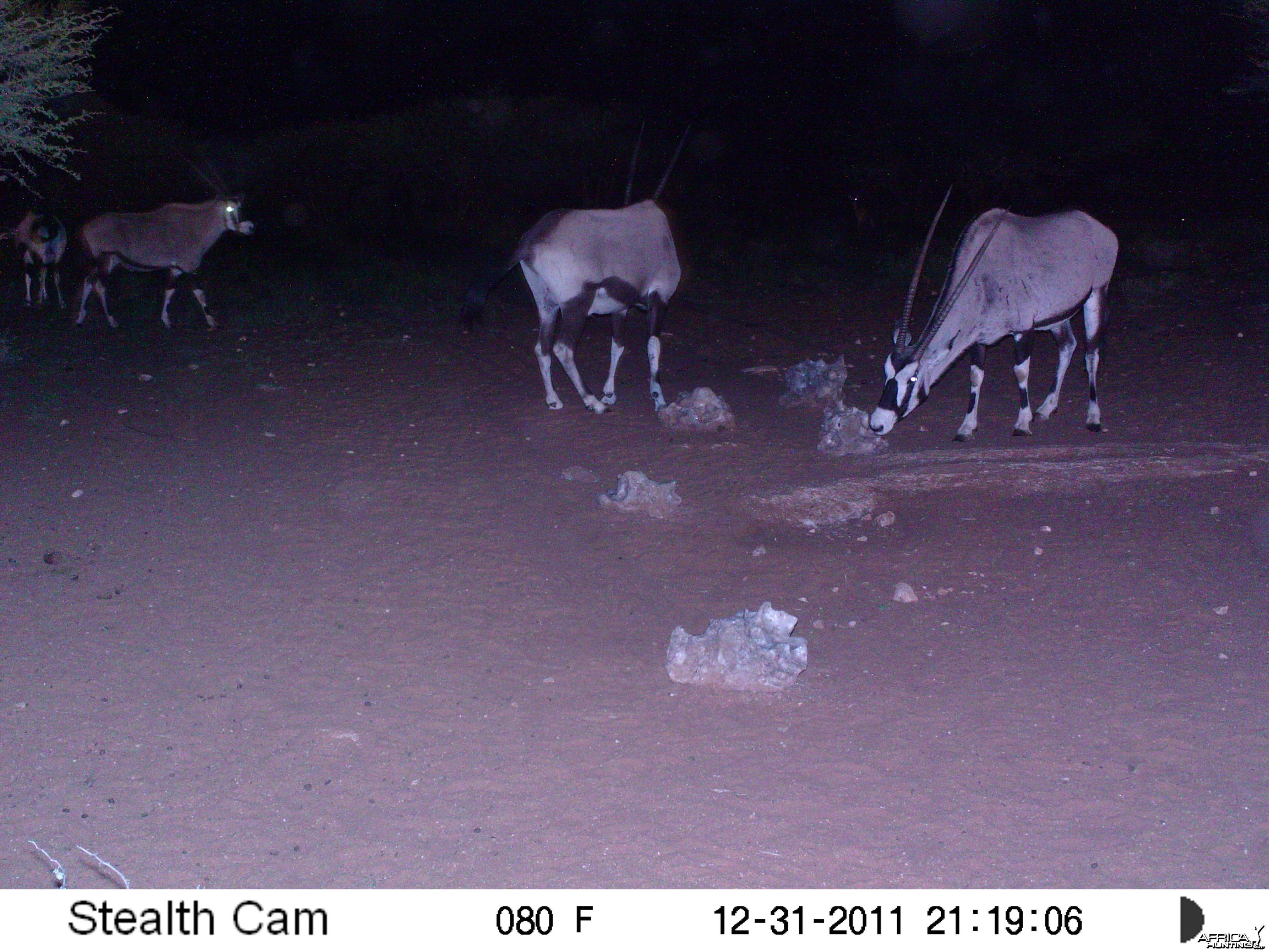 Trail Camera Namibia