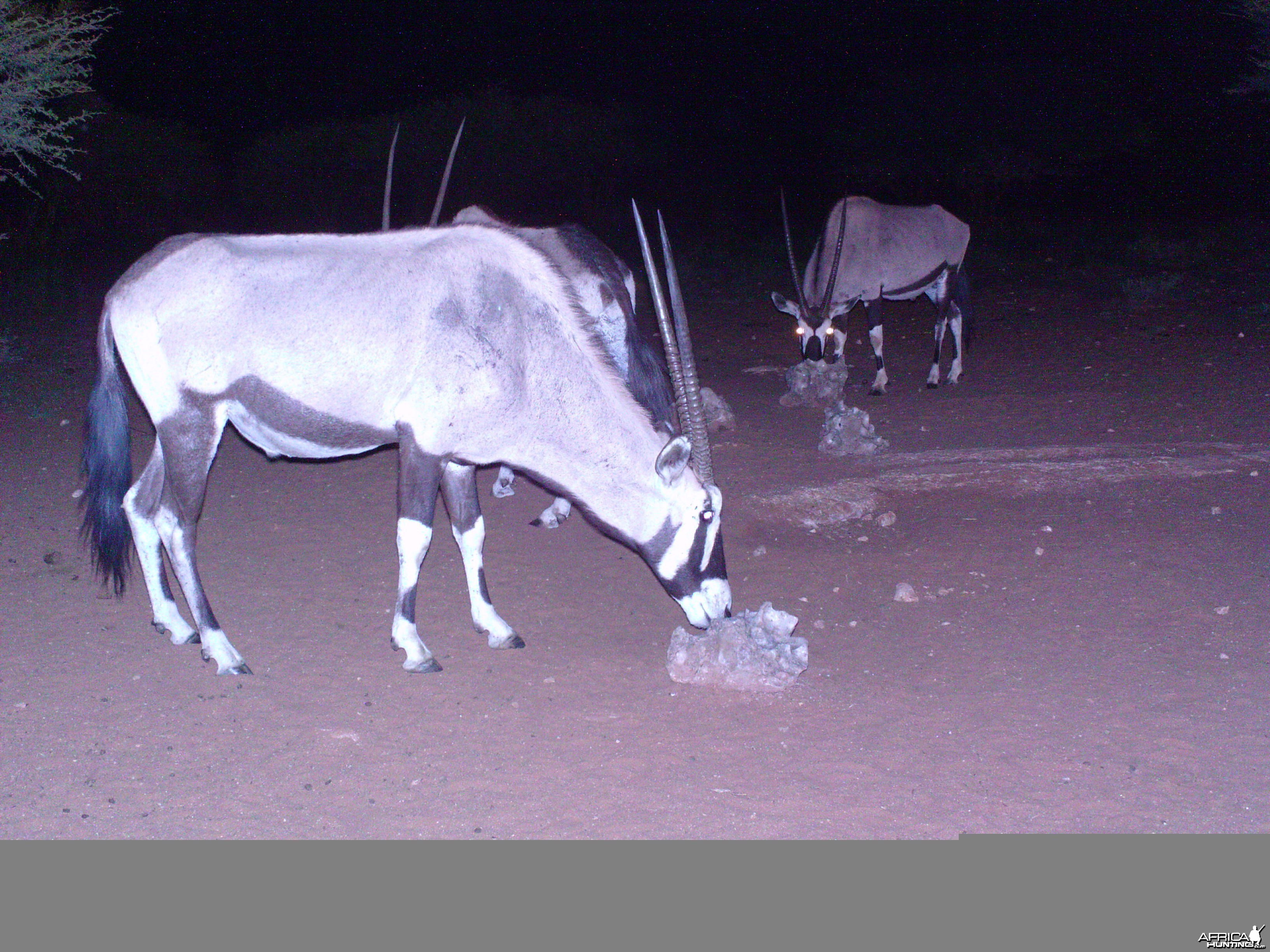 Trail Camera Namibia