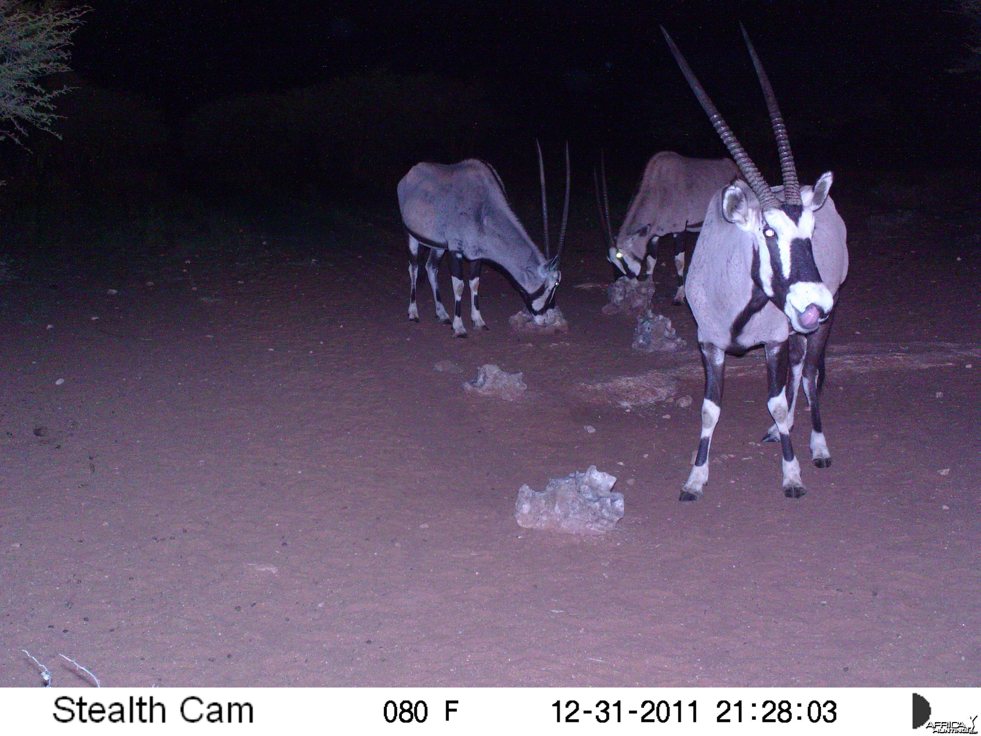 Trail Camera Namibia