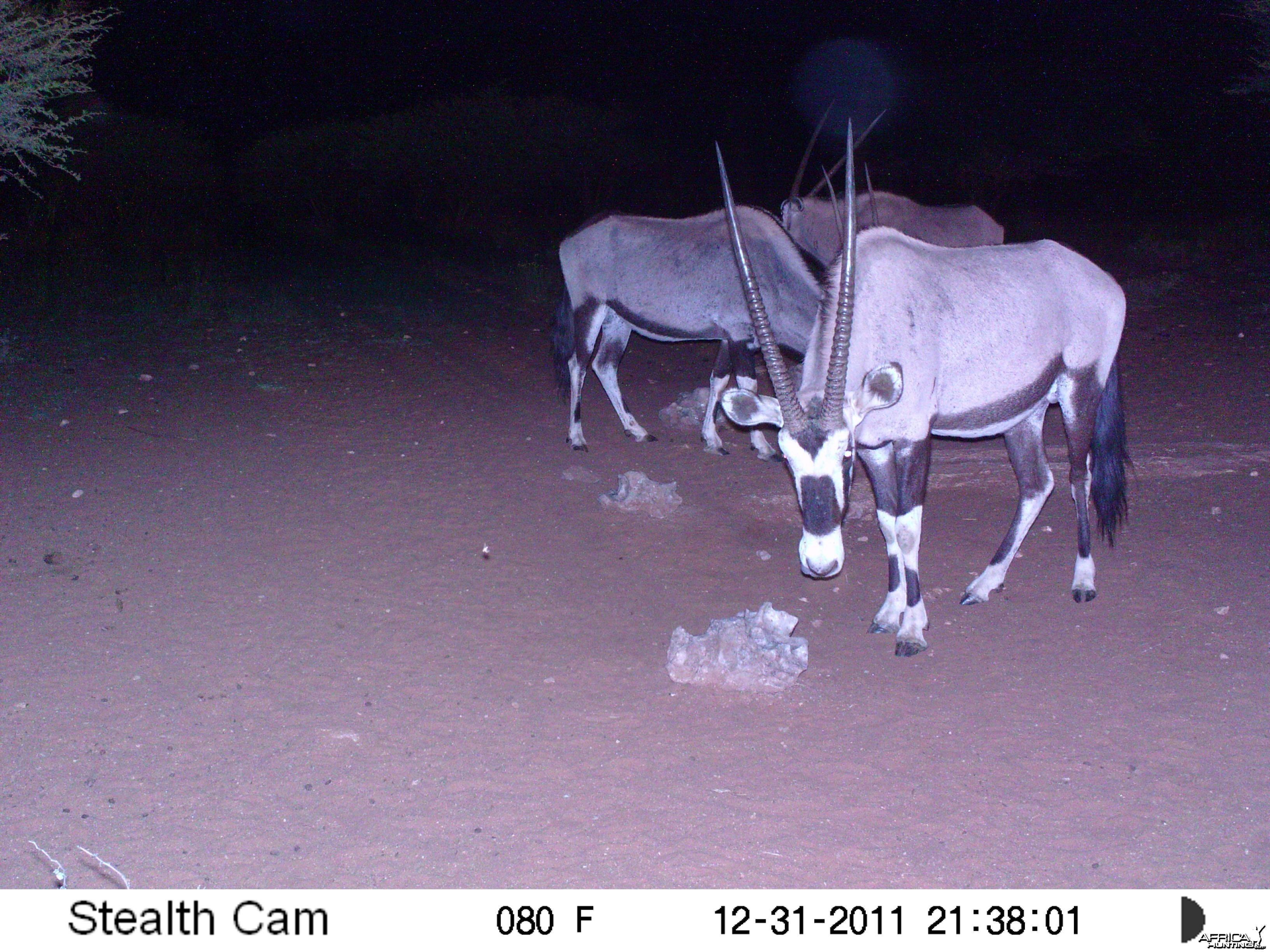 Trail Camera Namibia