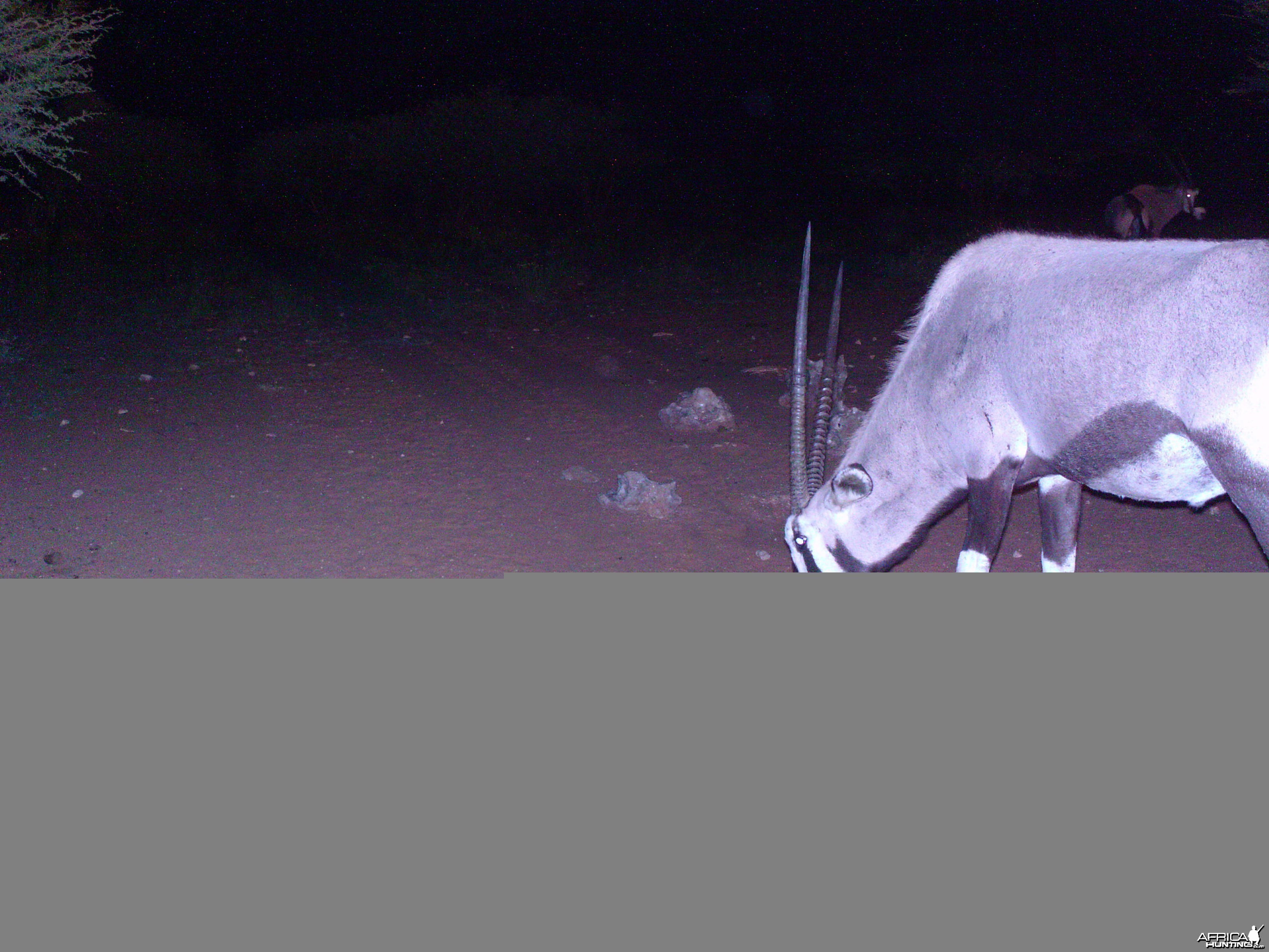 Trail Camera Namibia