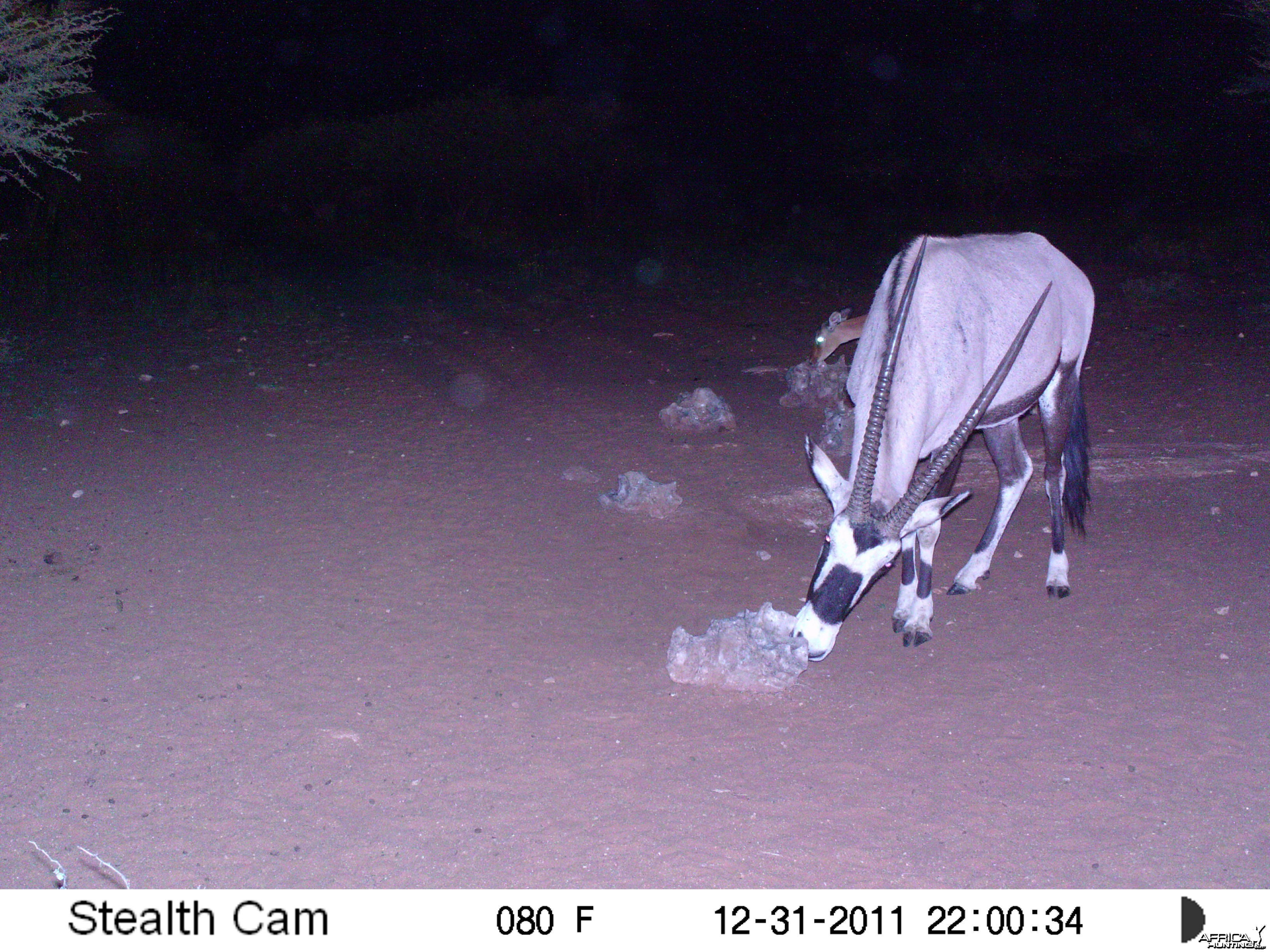 Trail Camera Namibia