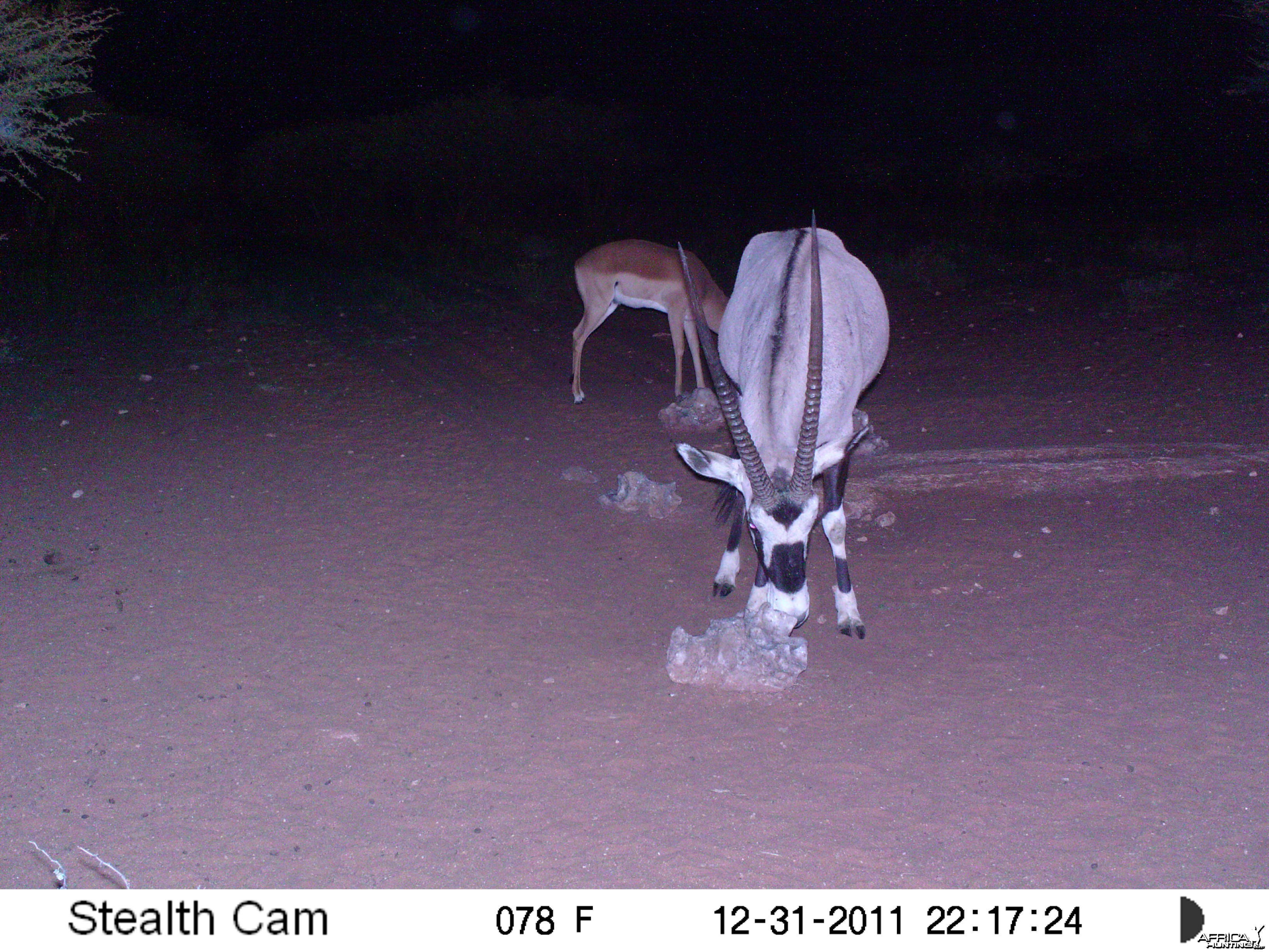 Trail Camera Namibia