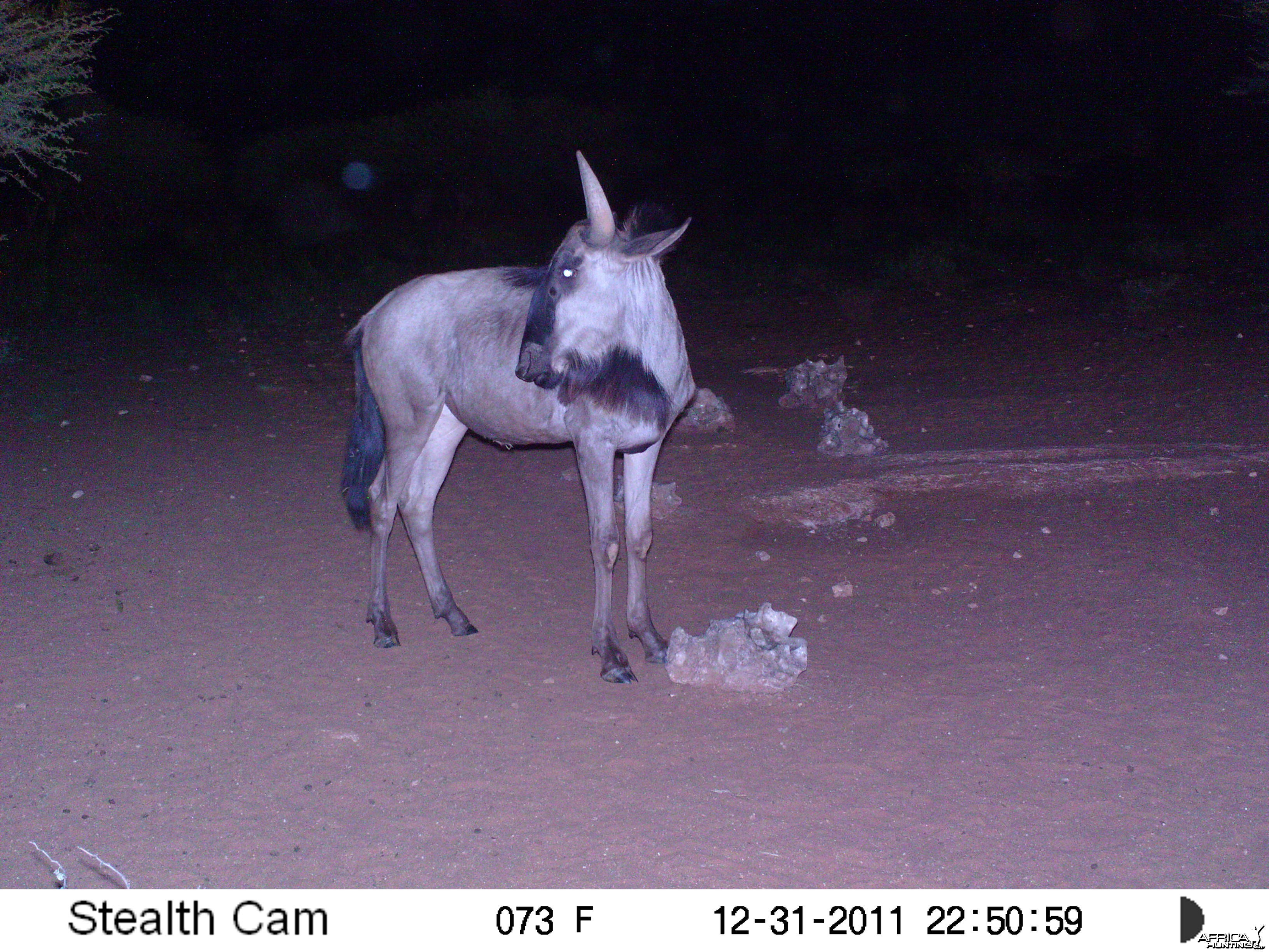 Trail Camera Namibia