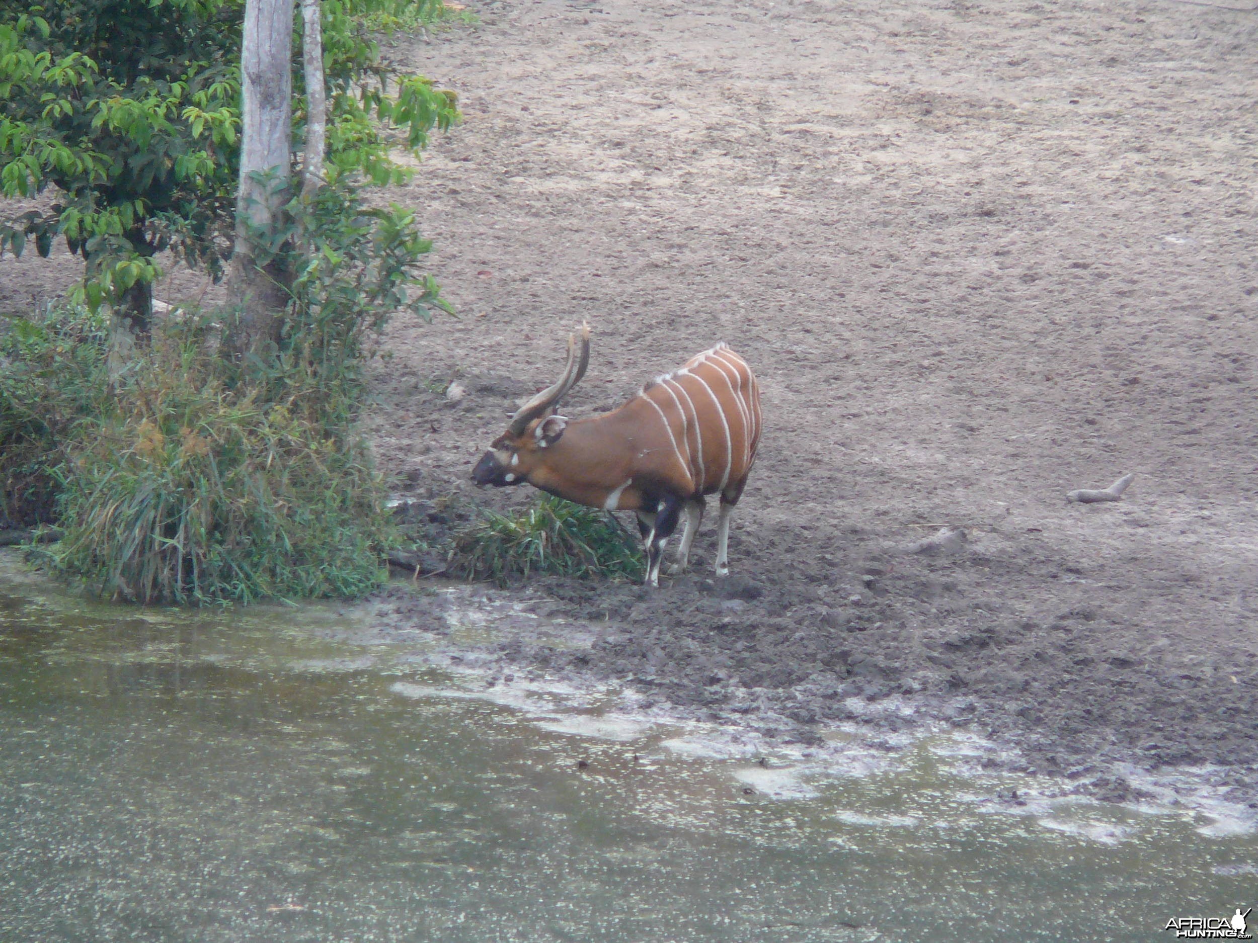 Very nice bull