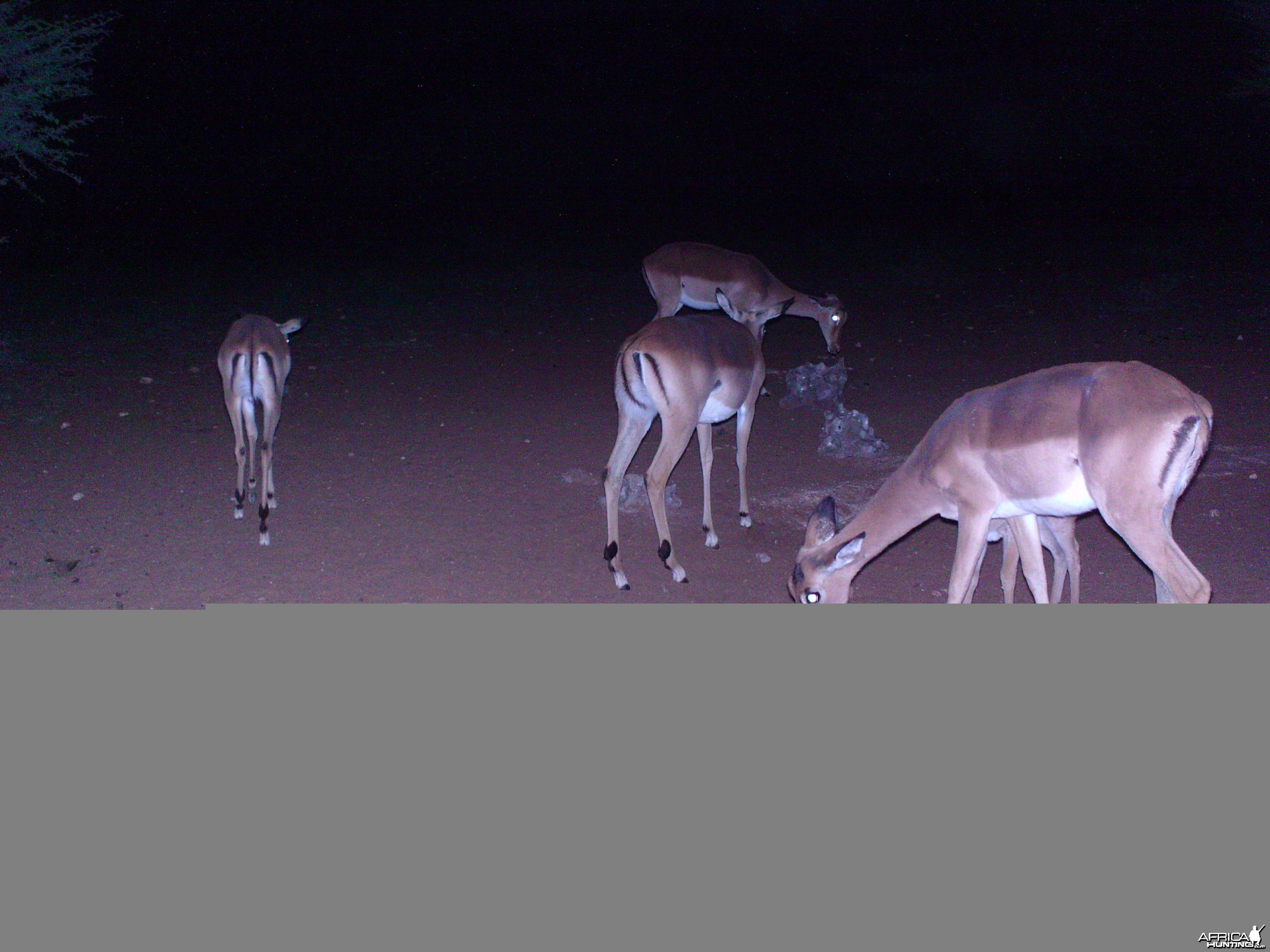 Trail Camera Namibia