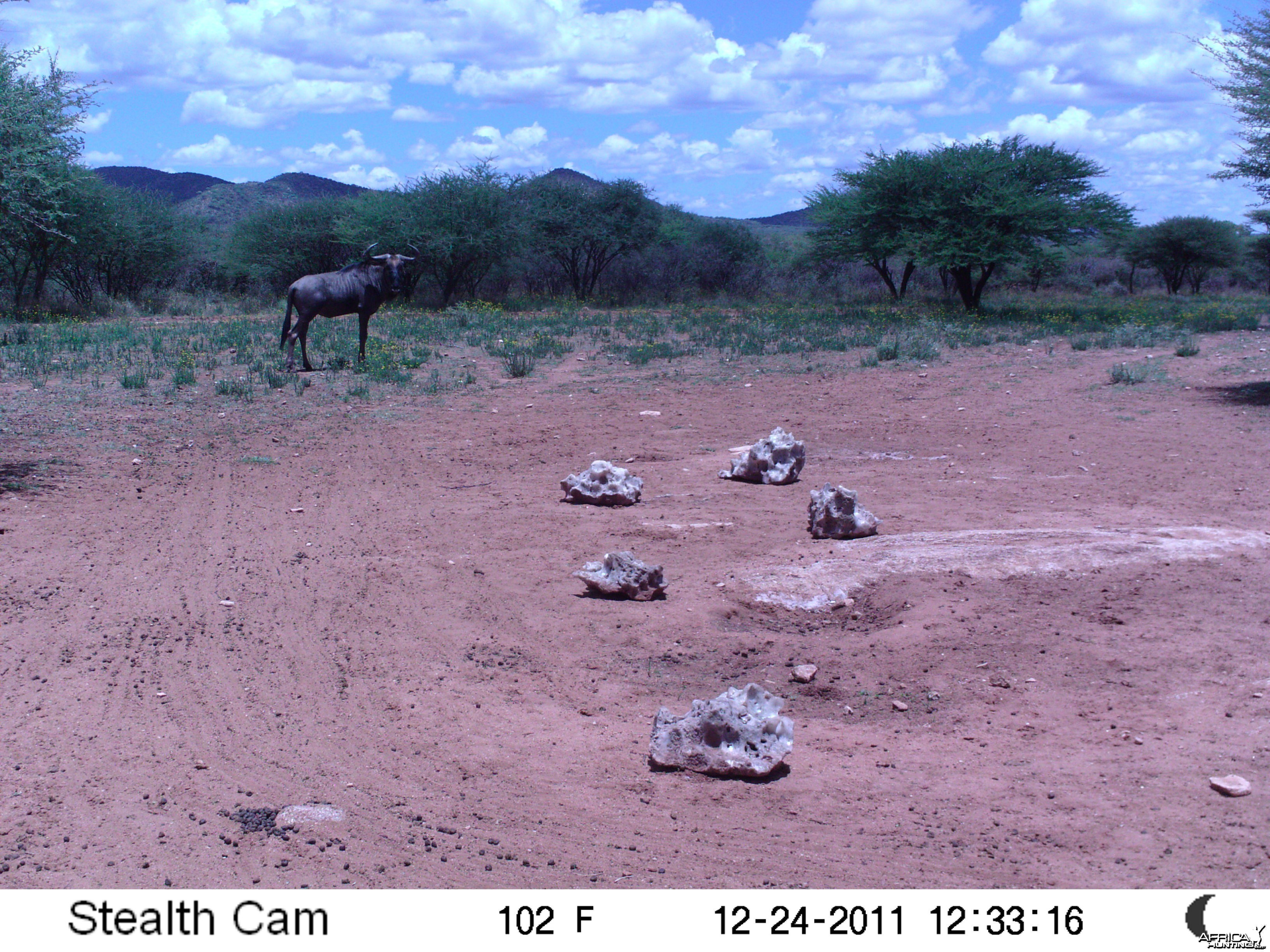 Trail Camera Namibia