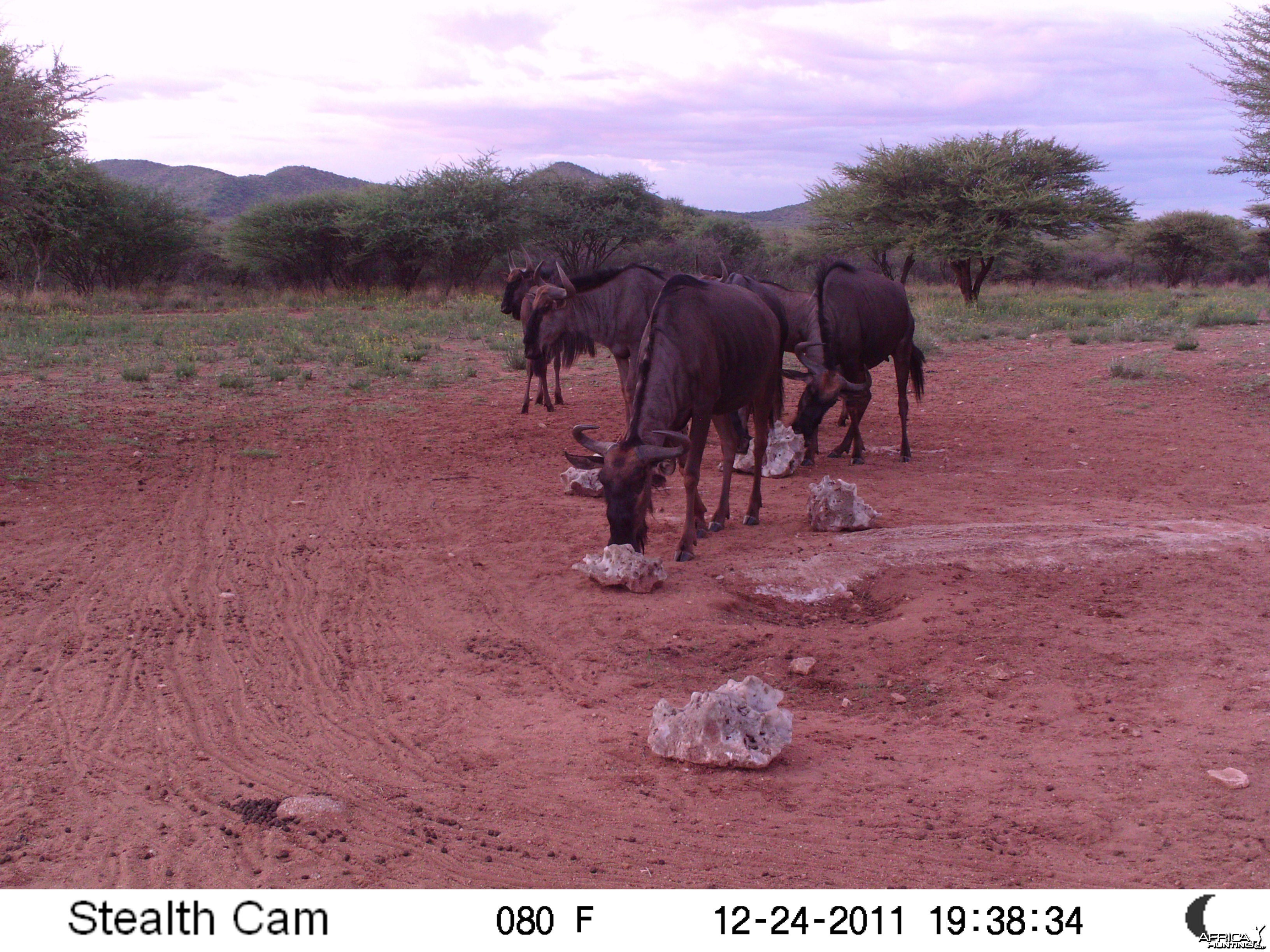 Trail Camera Namibia