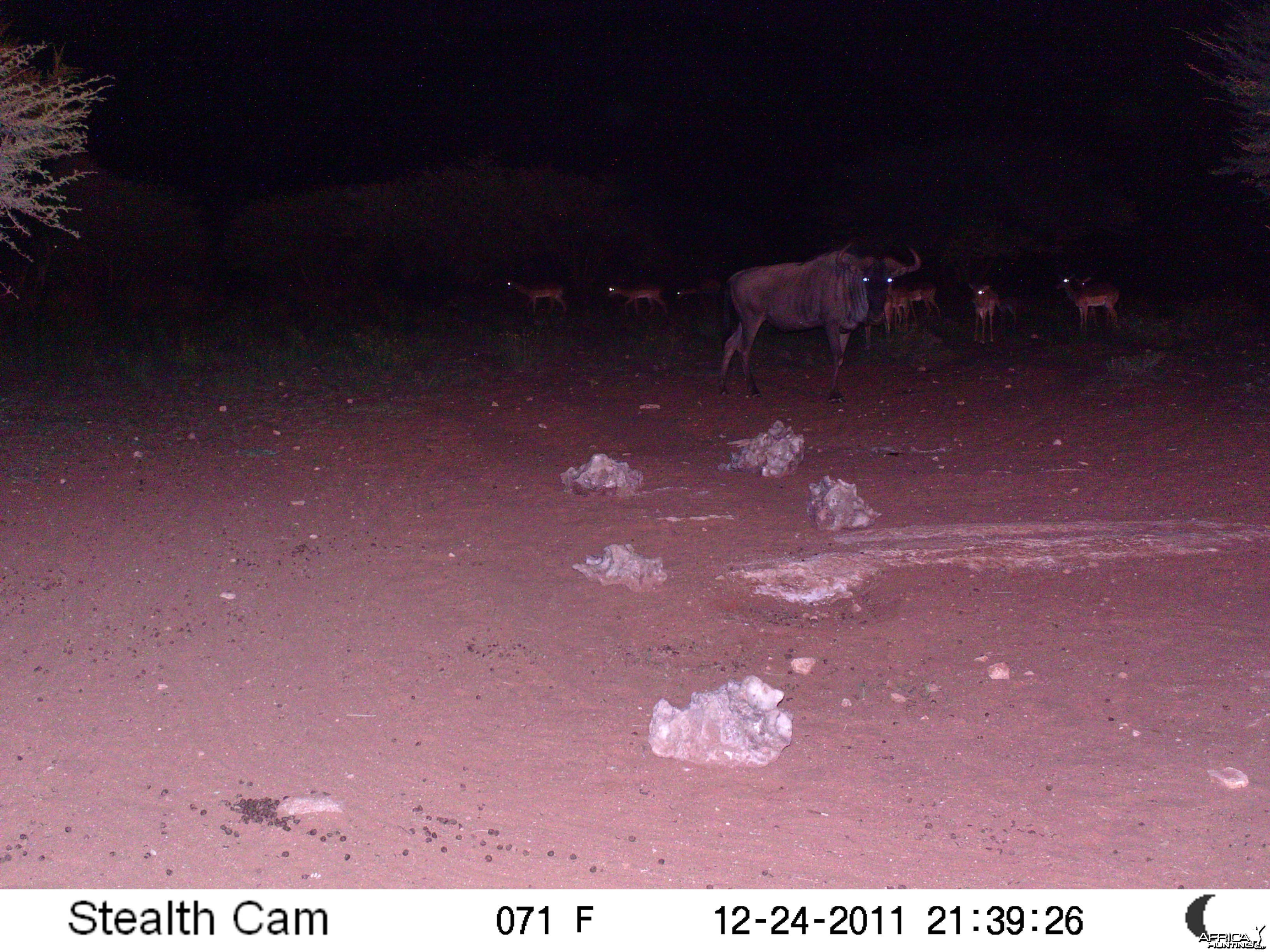 Trail Camera Namibia