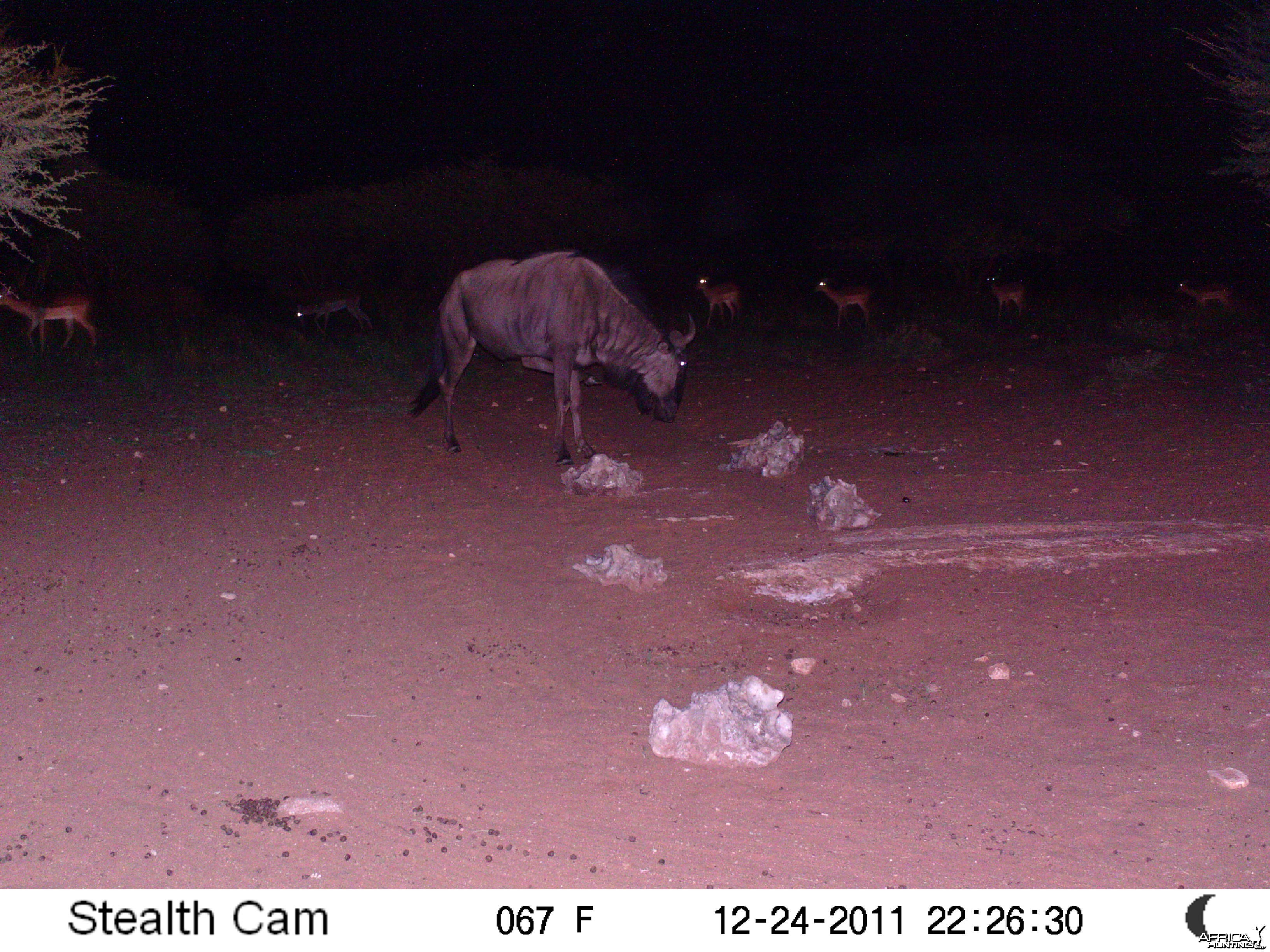 Trail Camera Namibia