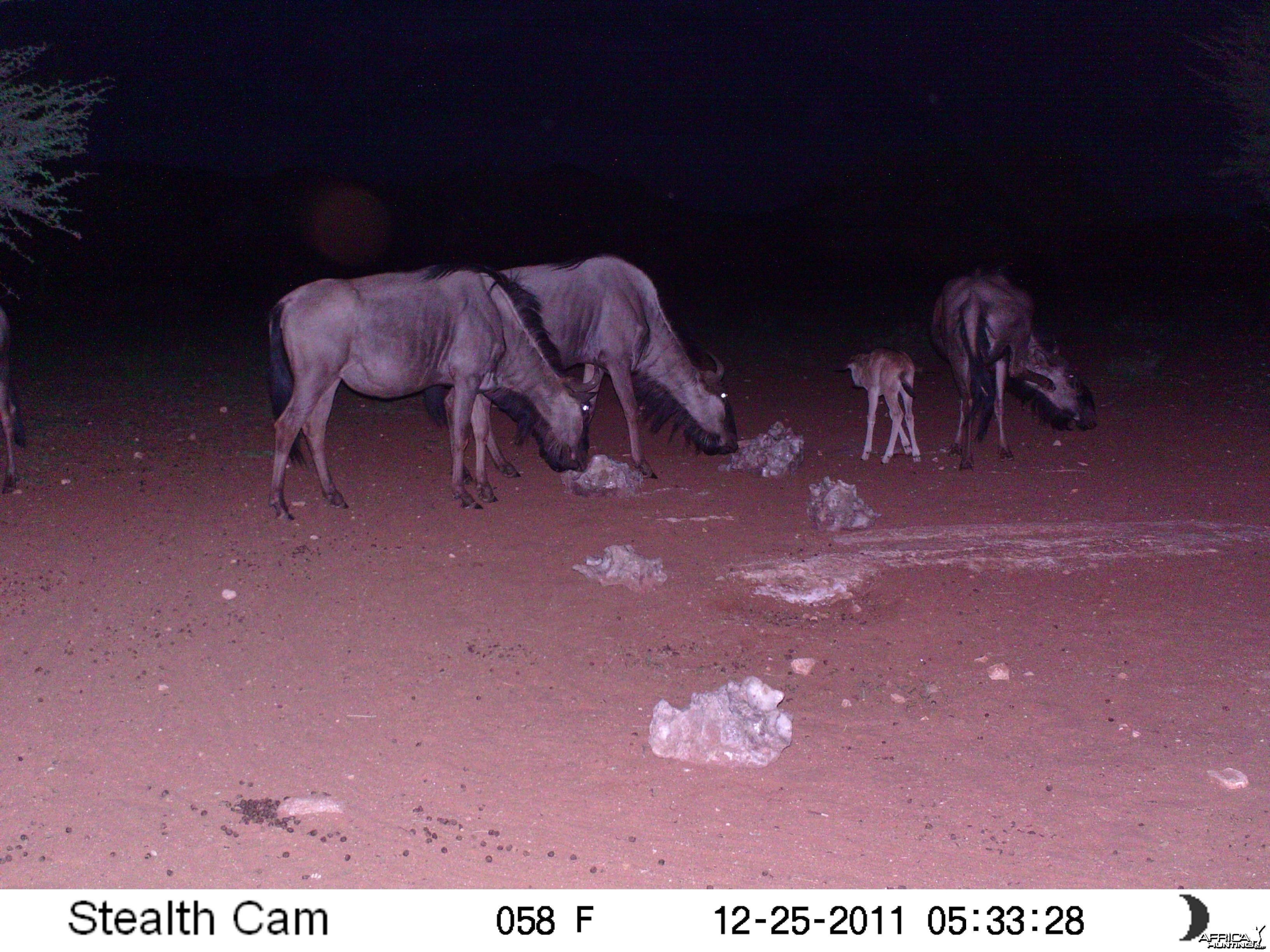 Trail Camera Namibia