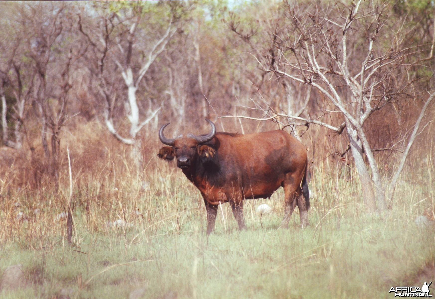 Young red buffalo. CAR