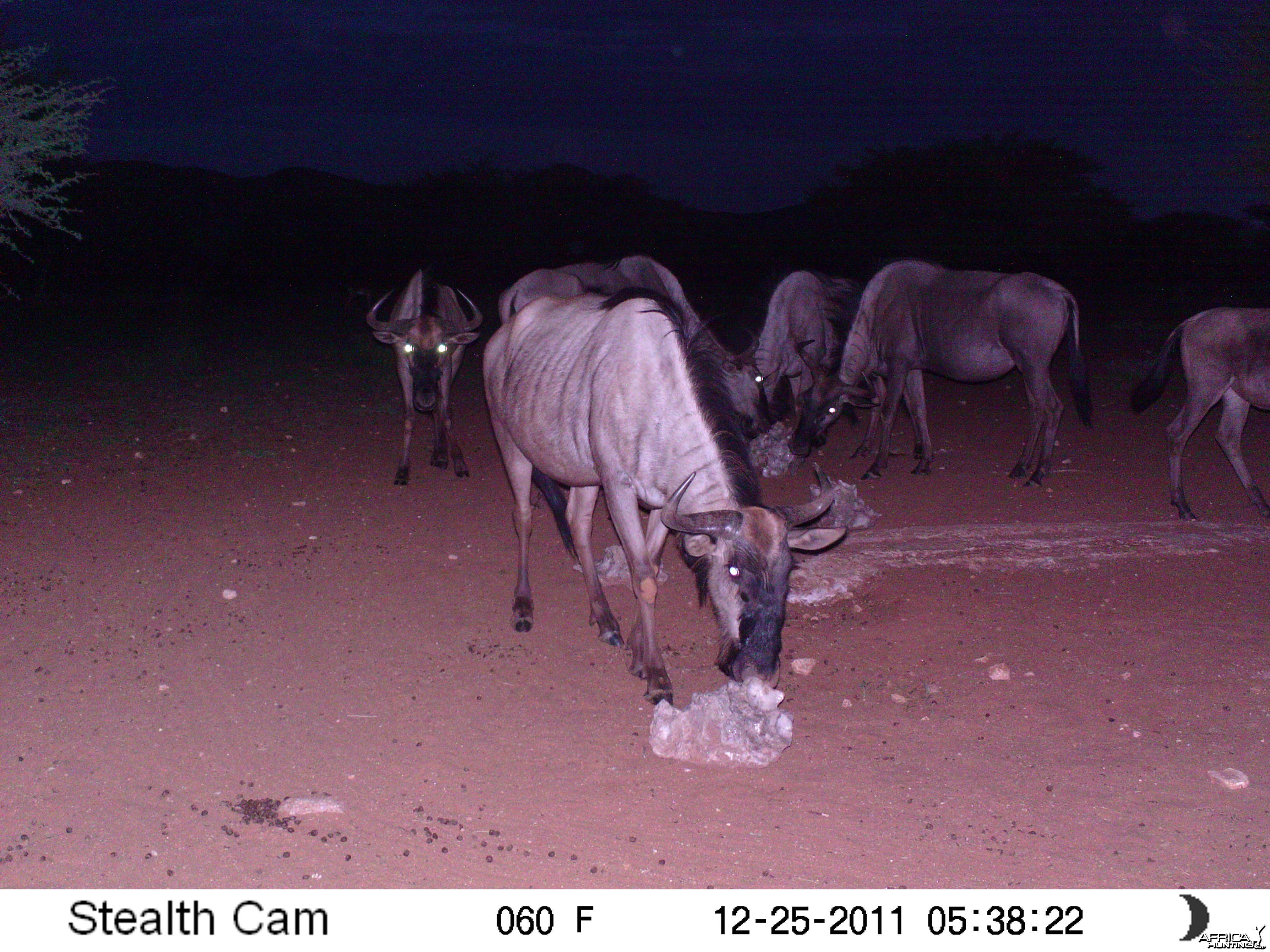 Trail Camera Namibia