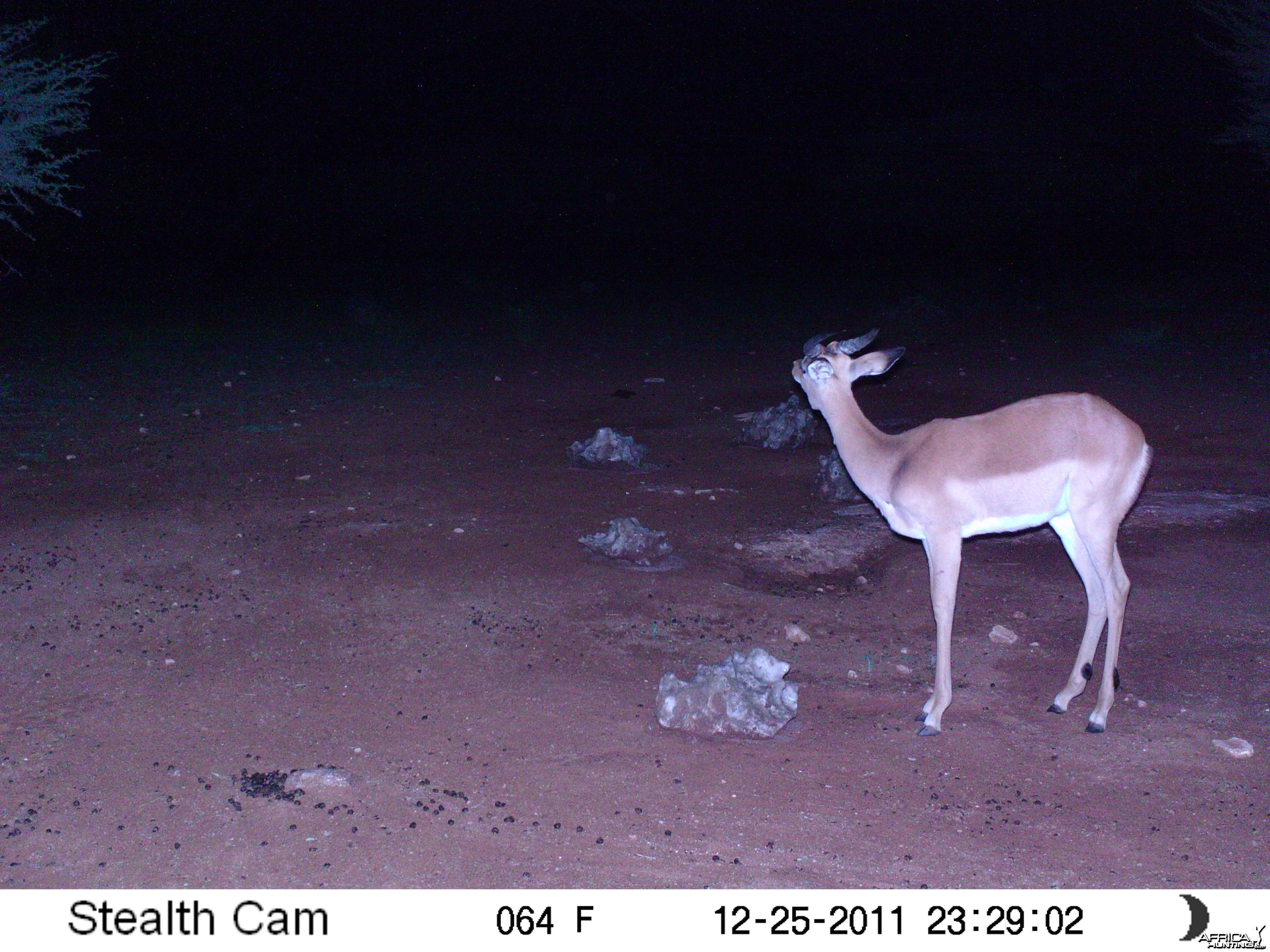 Trail Camera Namibia