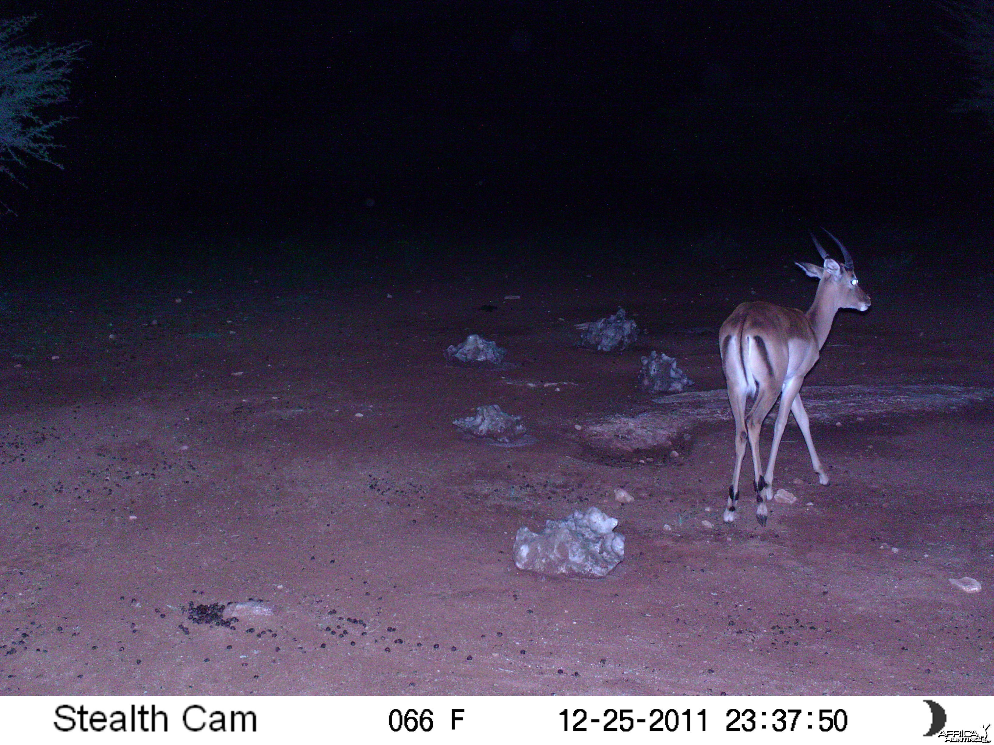 Trail Camera Namibia