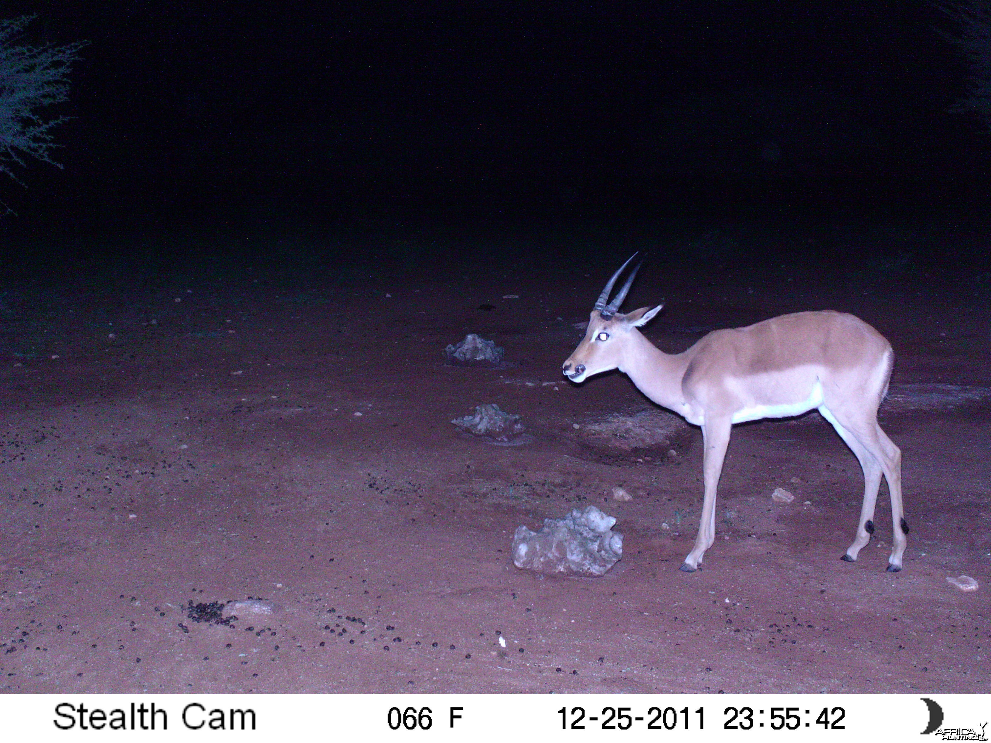 Trail Camera Namibia