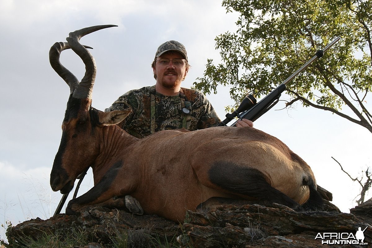 Red Hartebeest