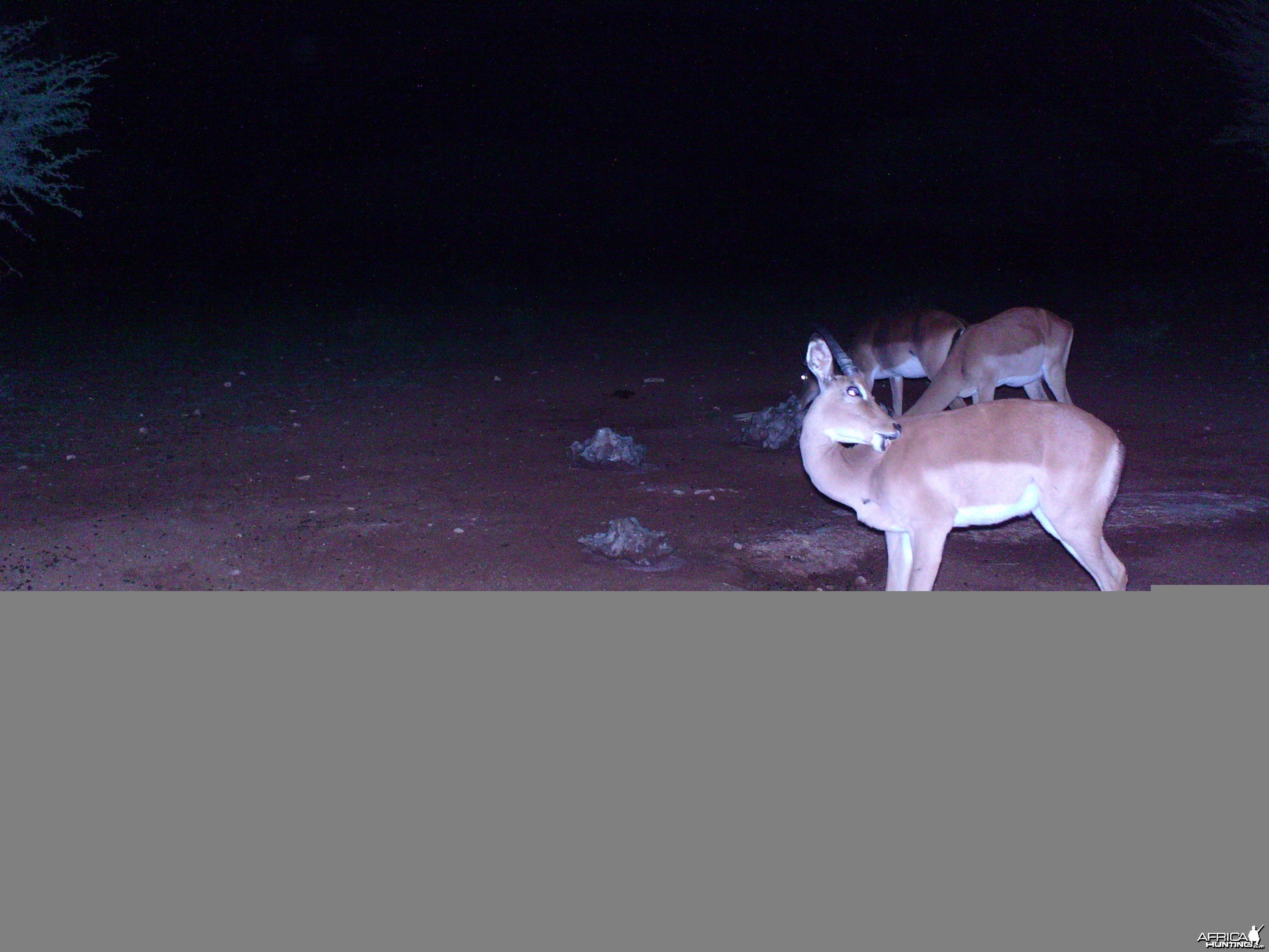 Trail Camera Namibia