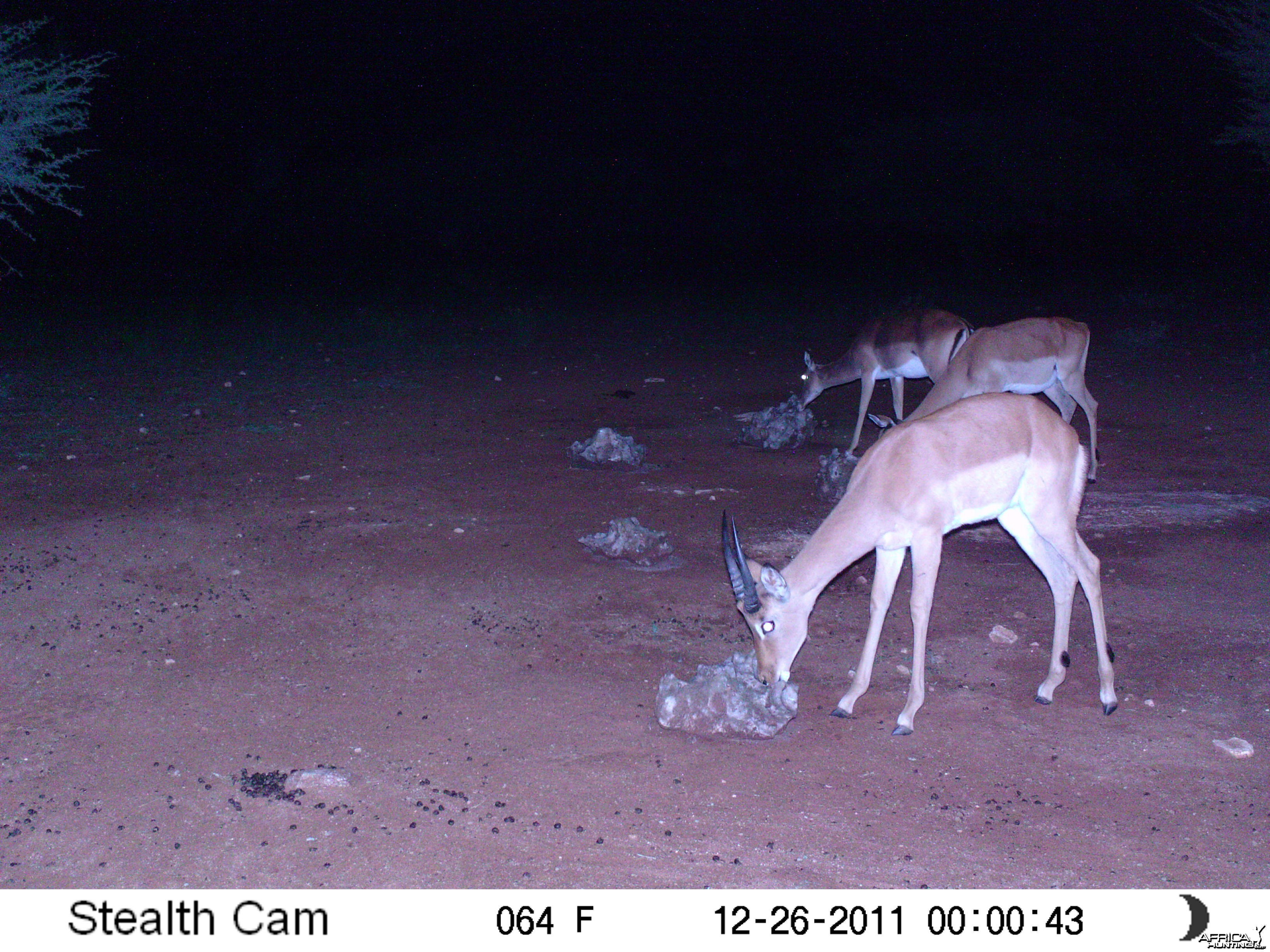 Trail Camera Namibia