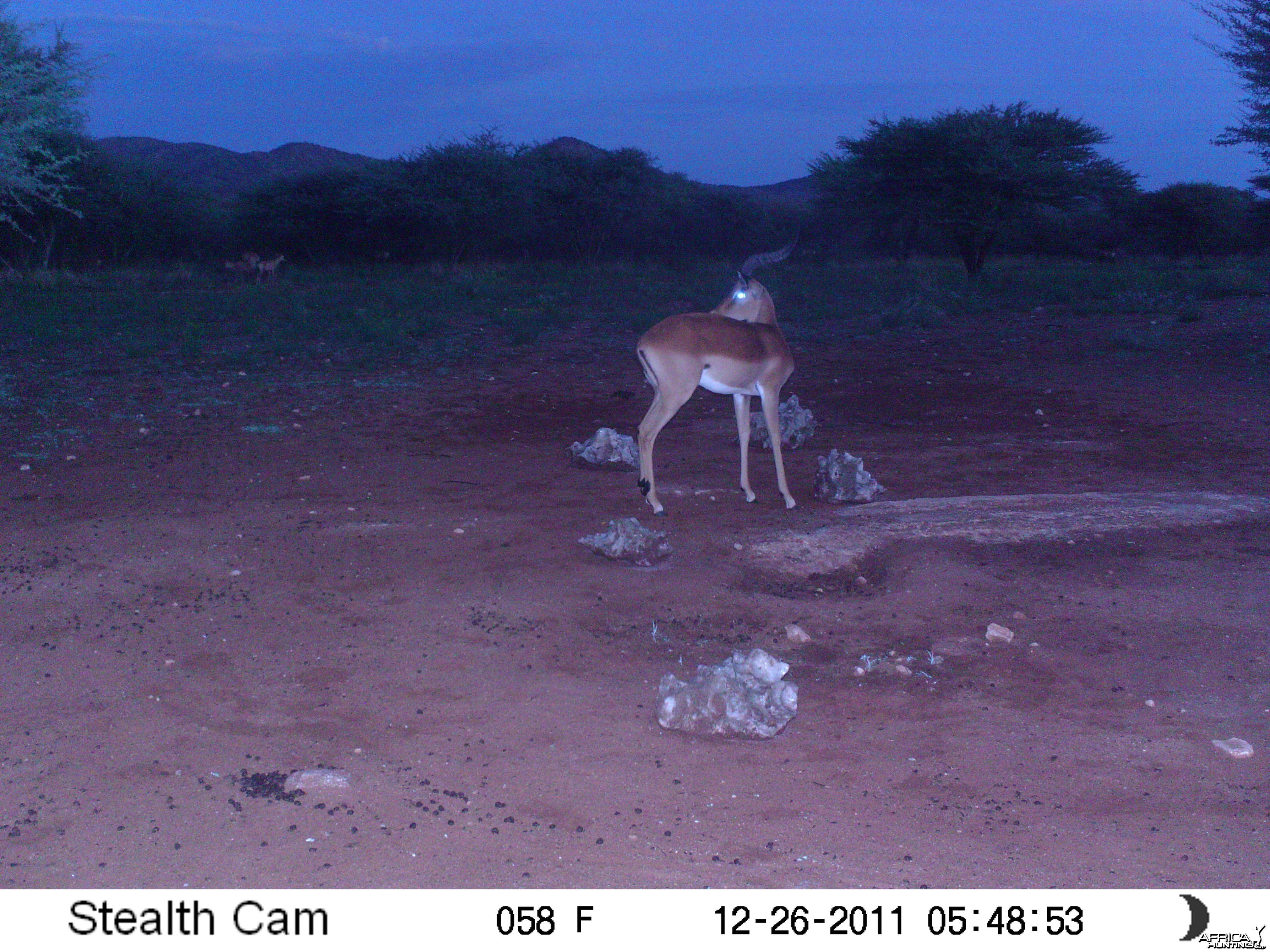 Trail Camera Namibia