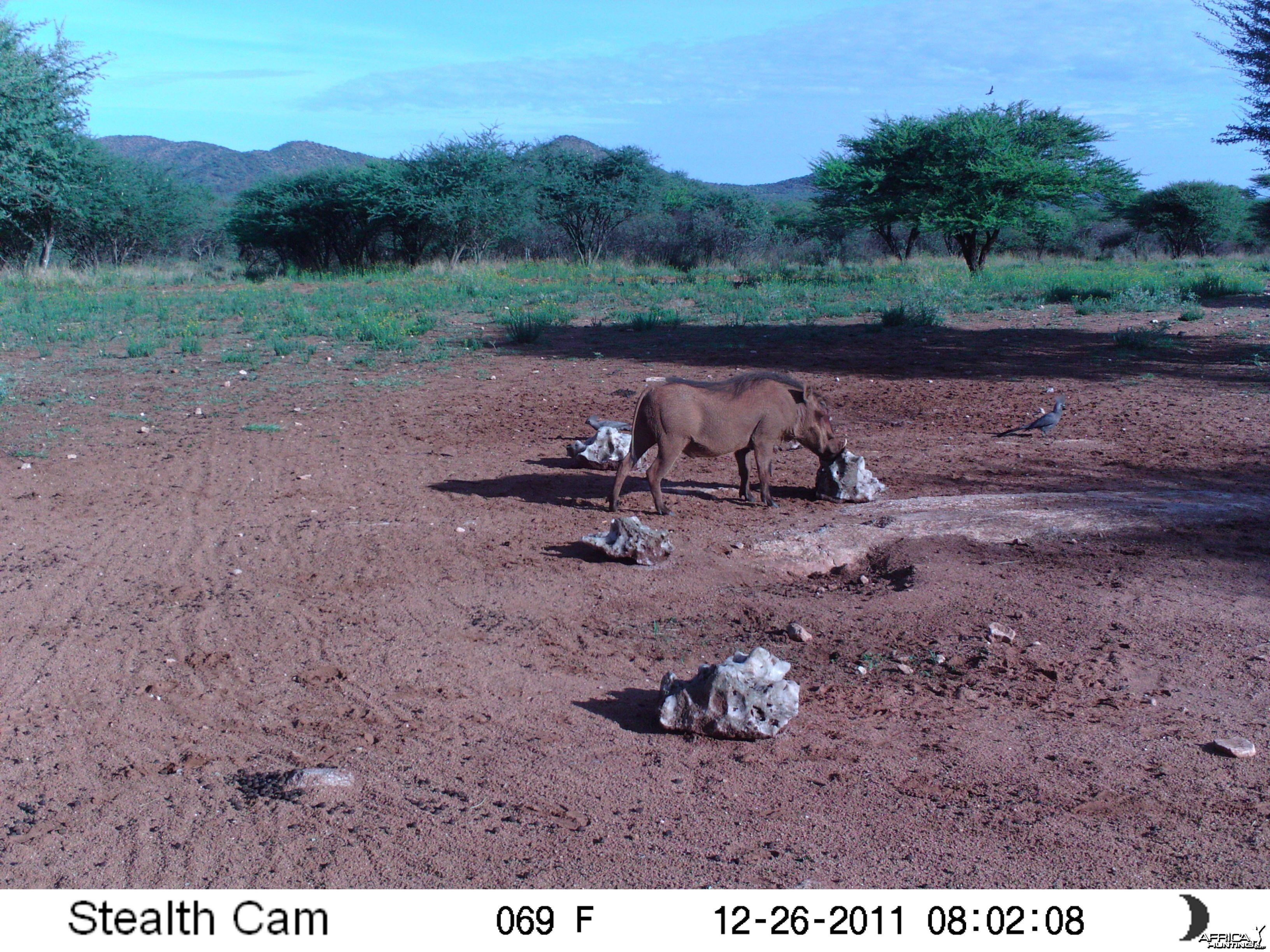 Trail Camera Namibia