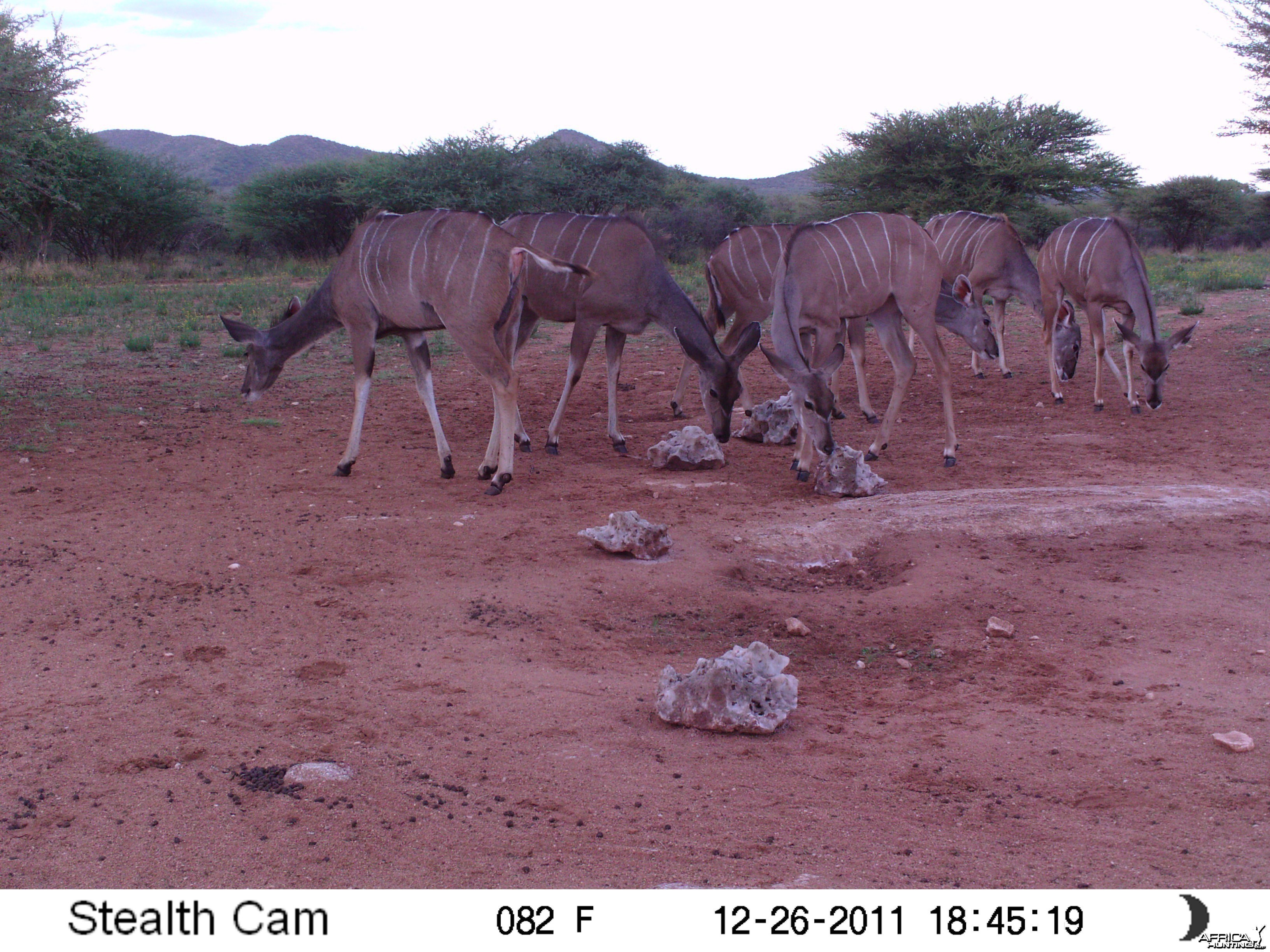 Trail Camera Namibia