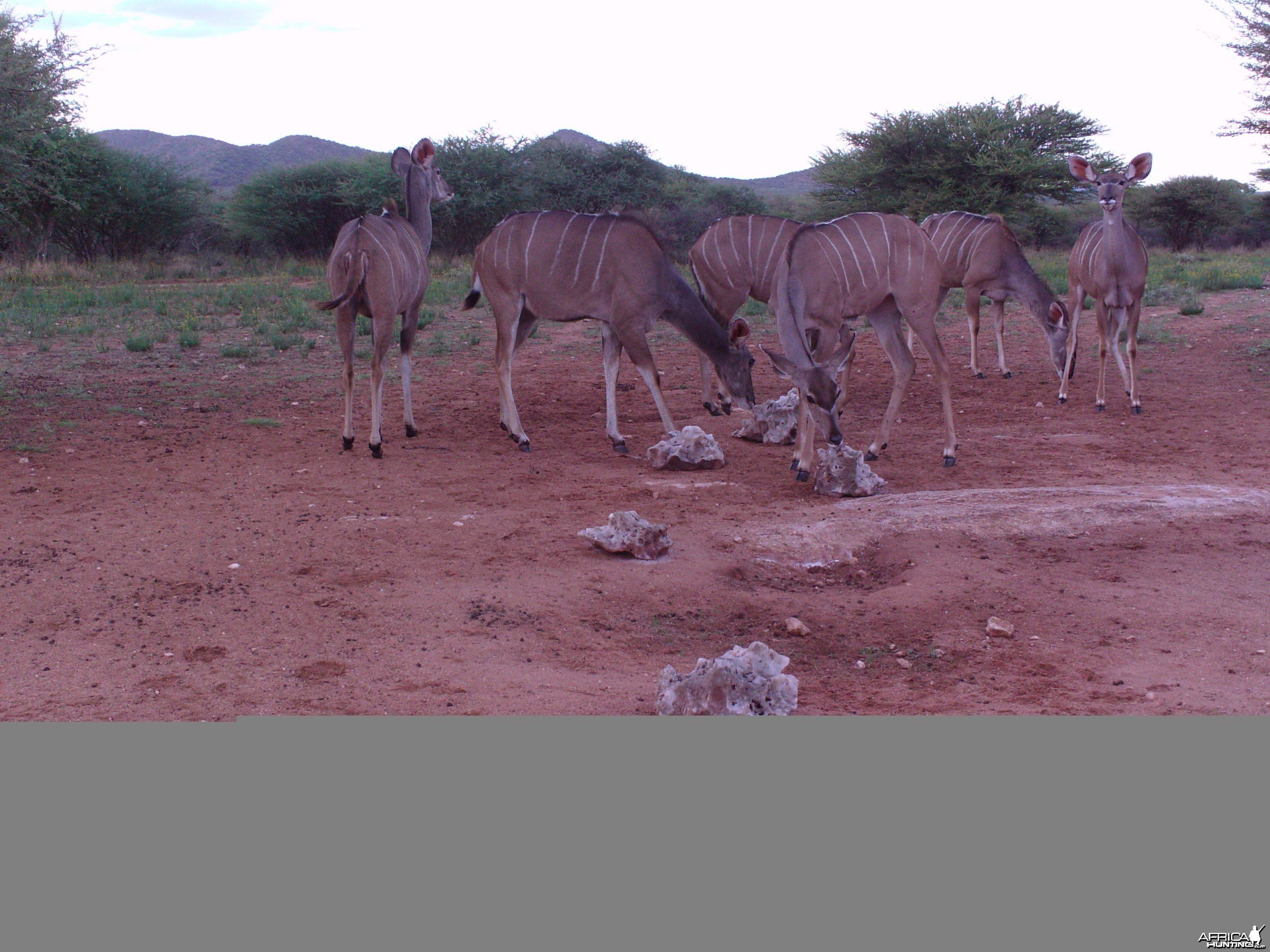 Trail Camera Namibia