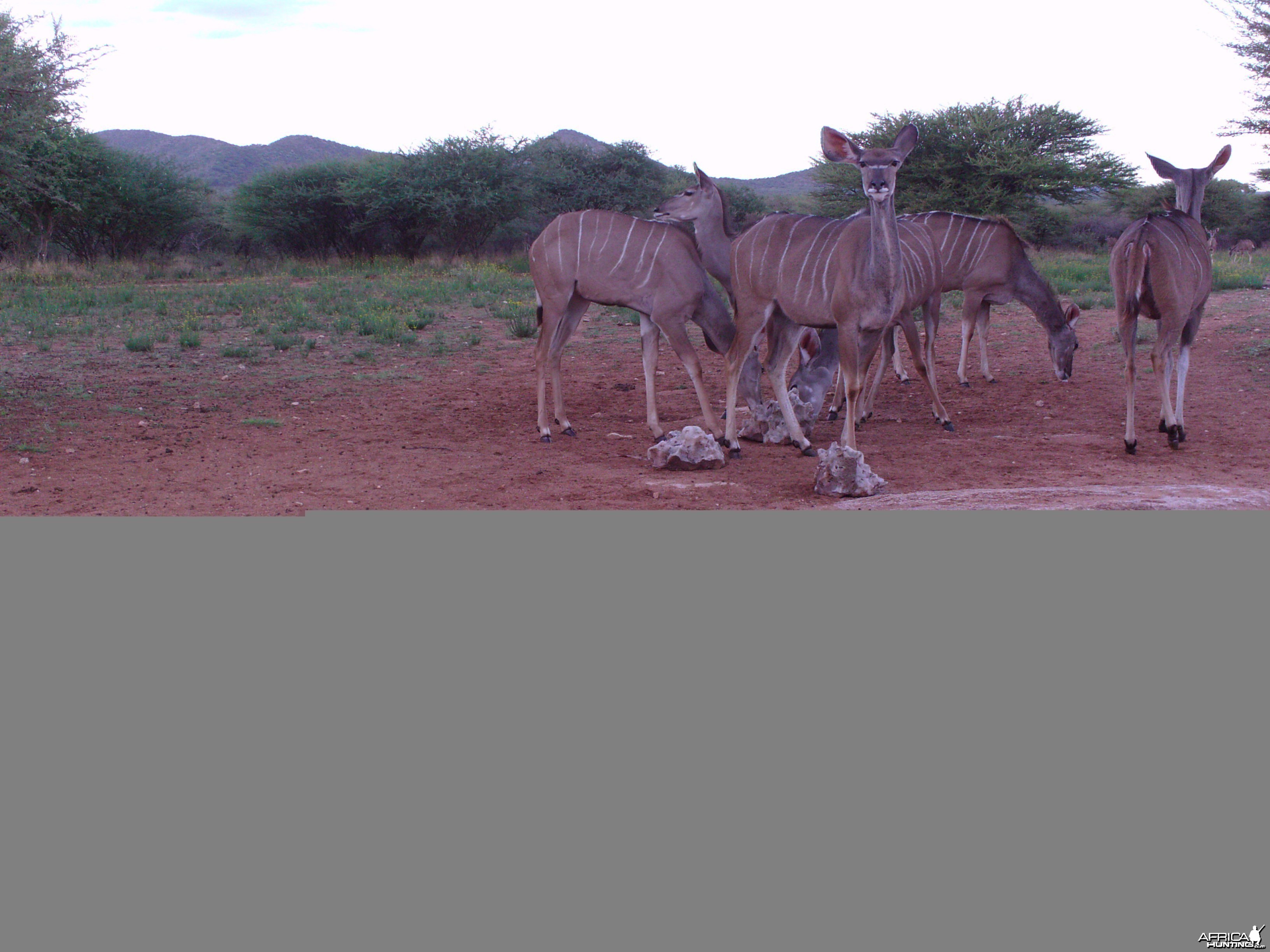 Trail Camera Namibia