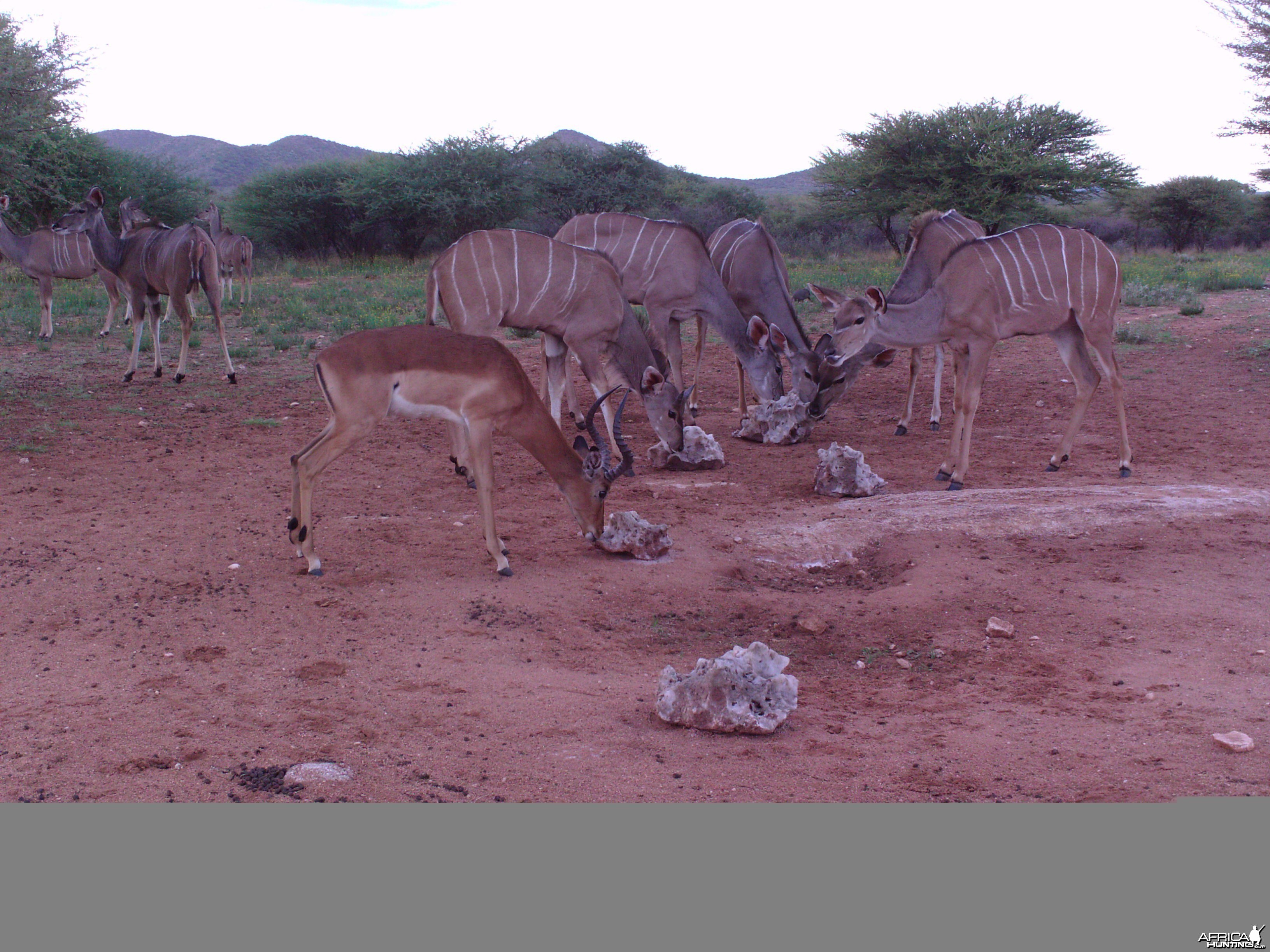 Trail Camera Namibia