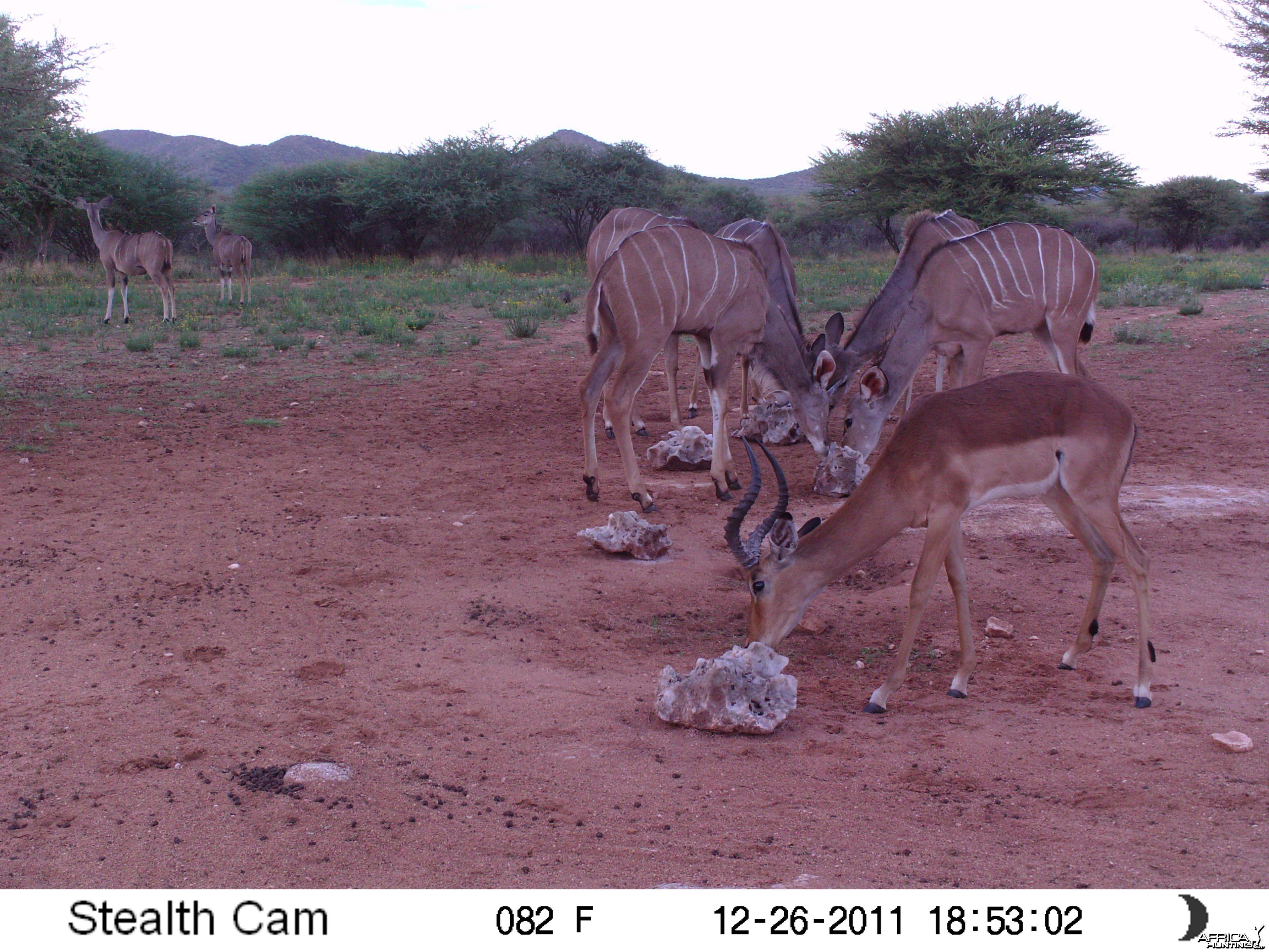 Trail Camera Namibia