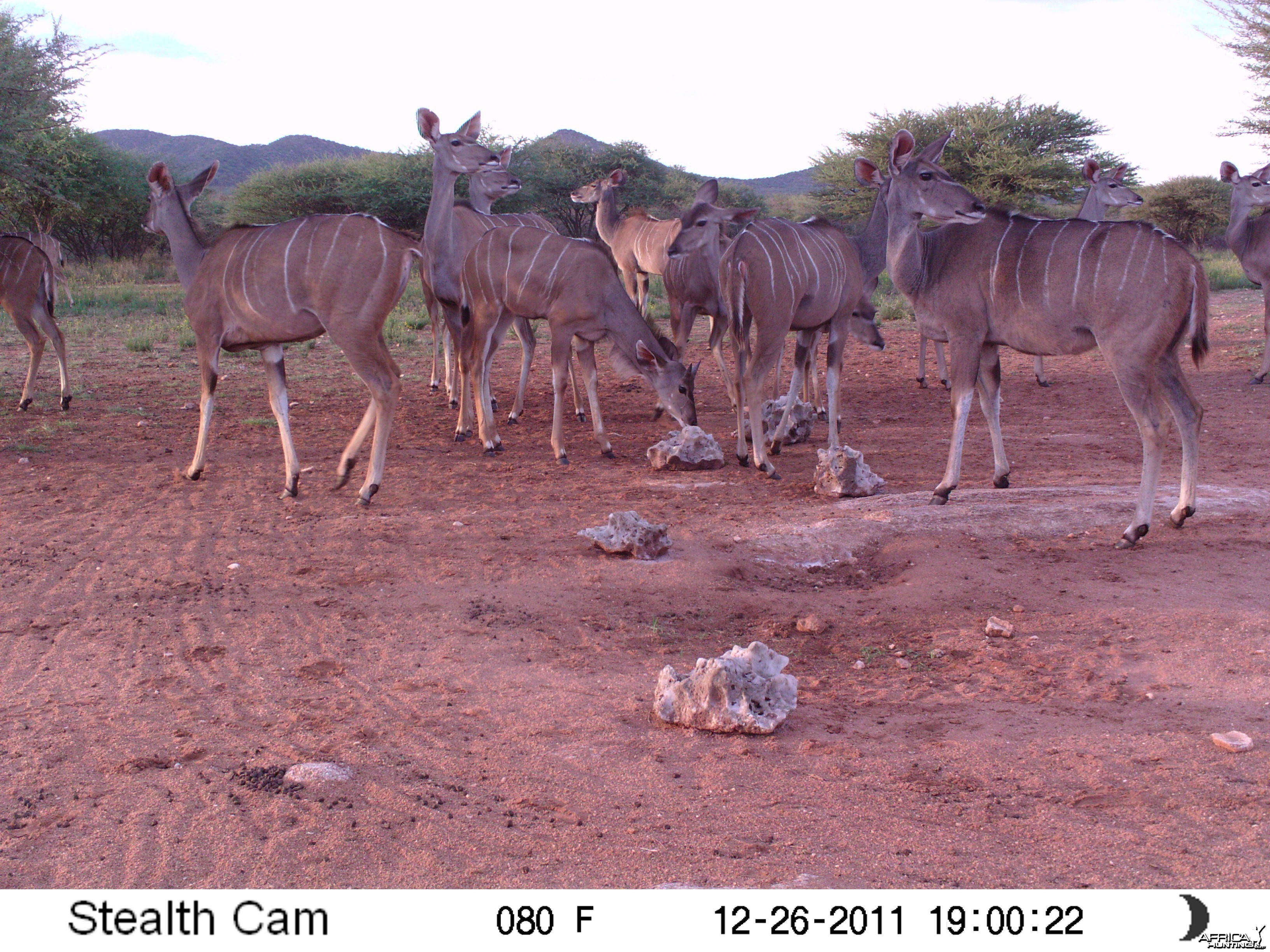 Trail Camera Namibia