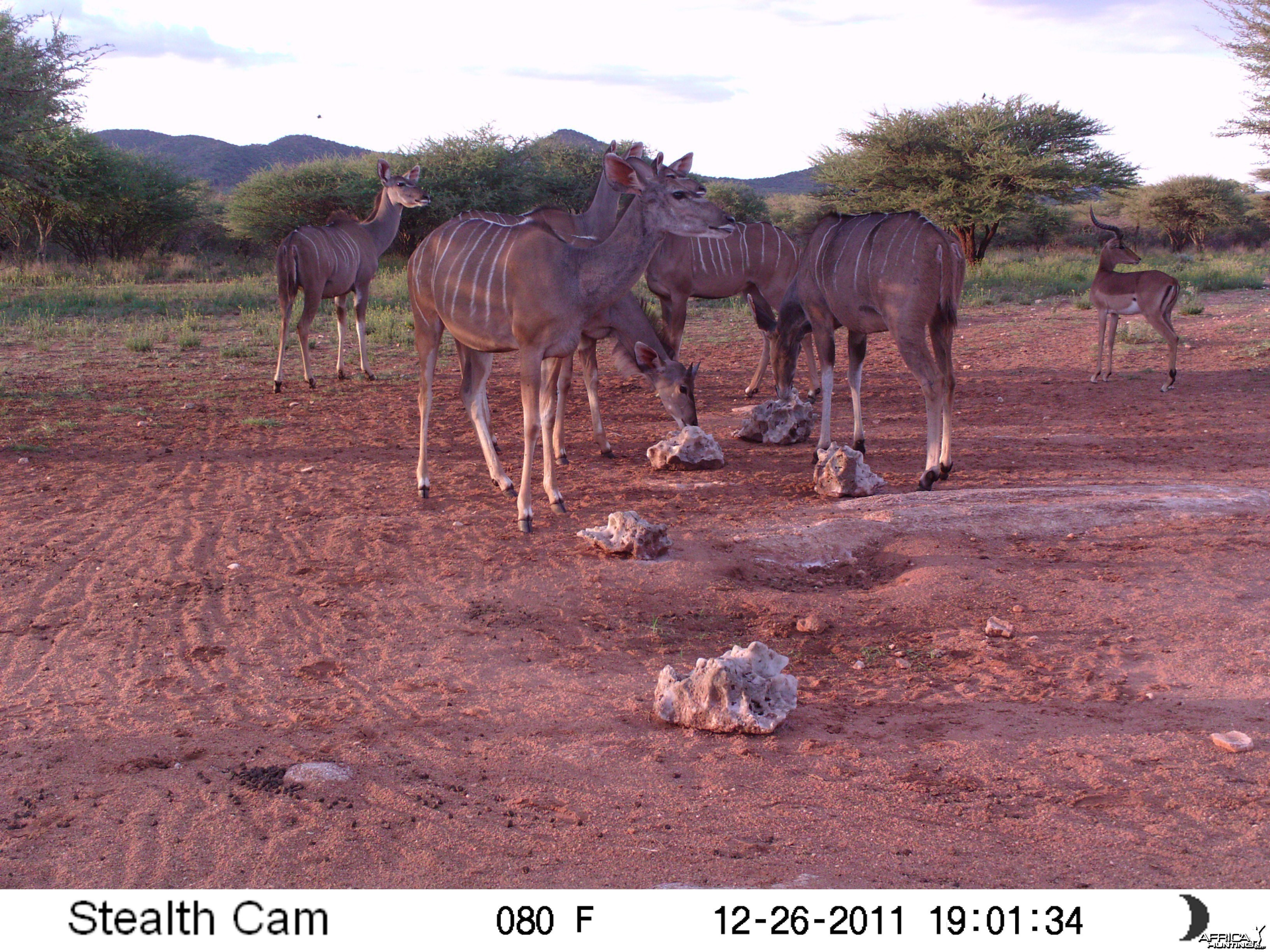 Trail Camera Namibia