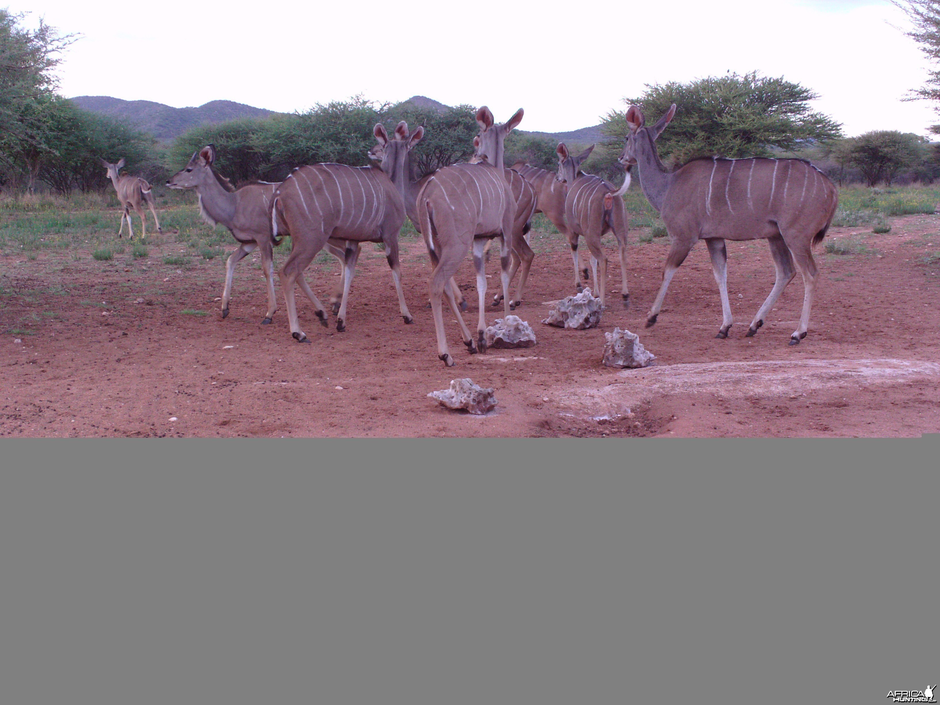 Trail Camera Namibia