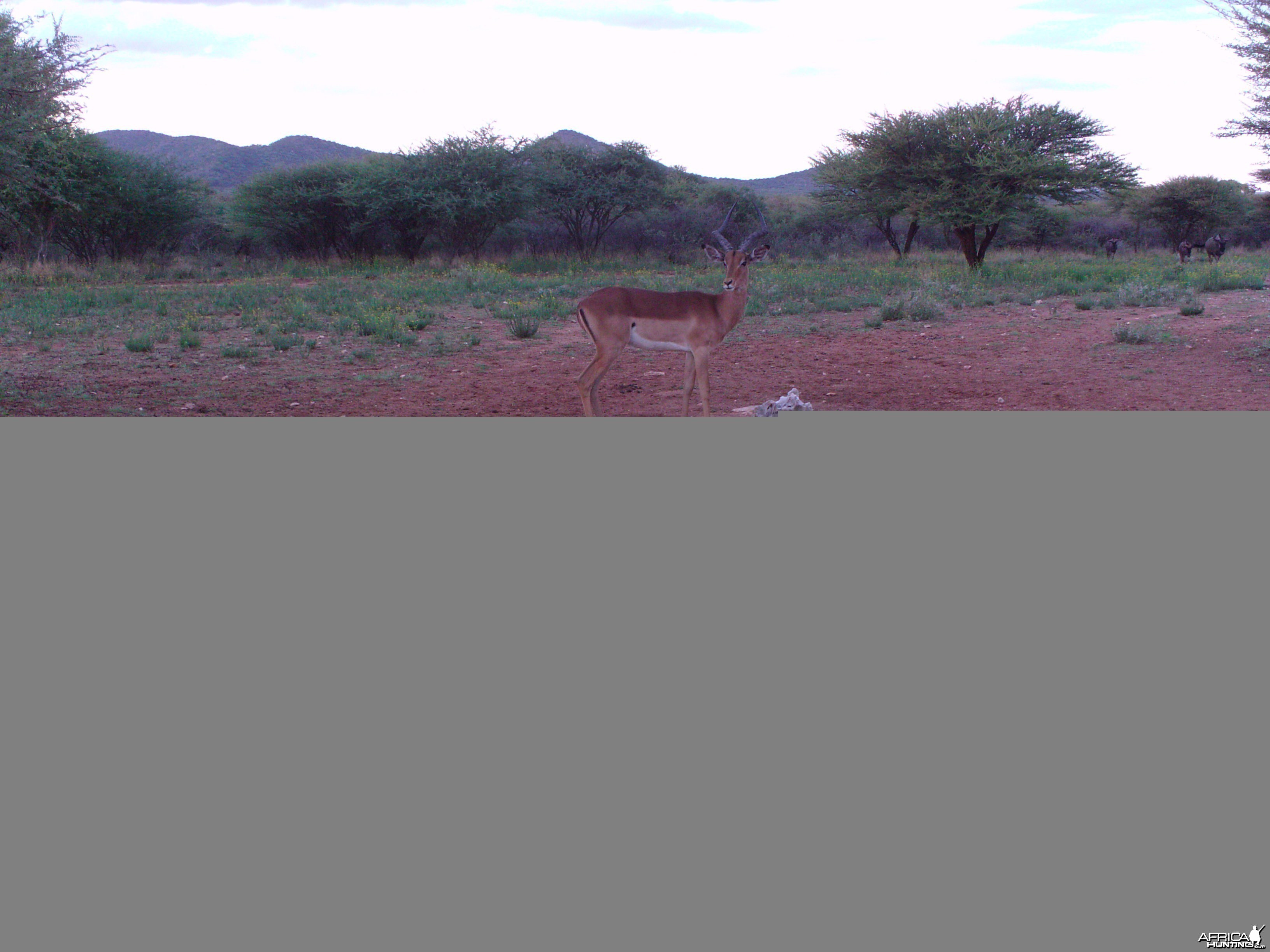 Trail Camera Namibia