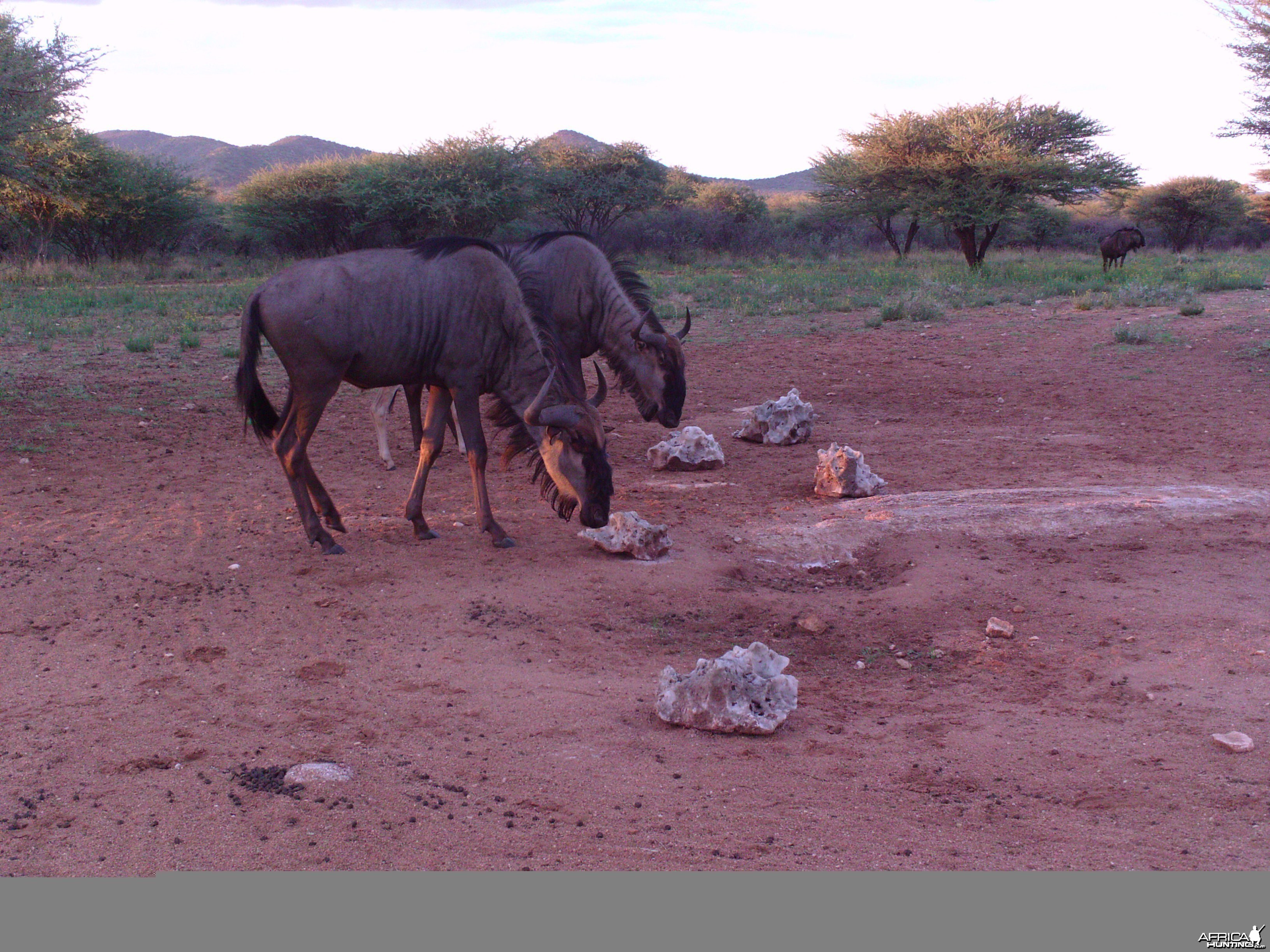 Trail Camera Namibia