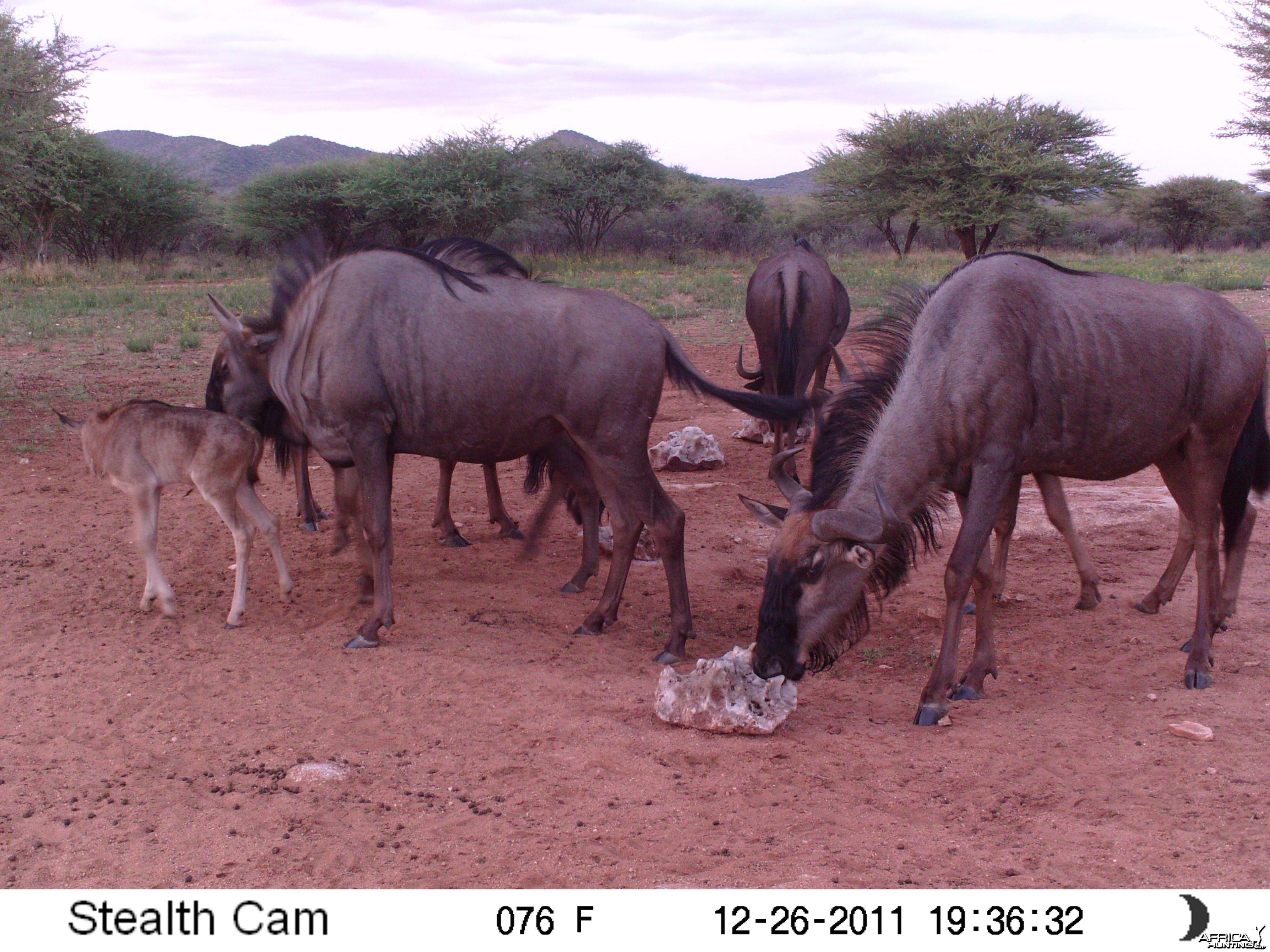 Trail Camera Namibia