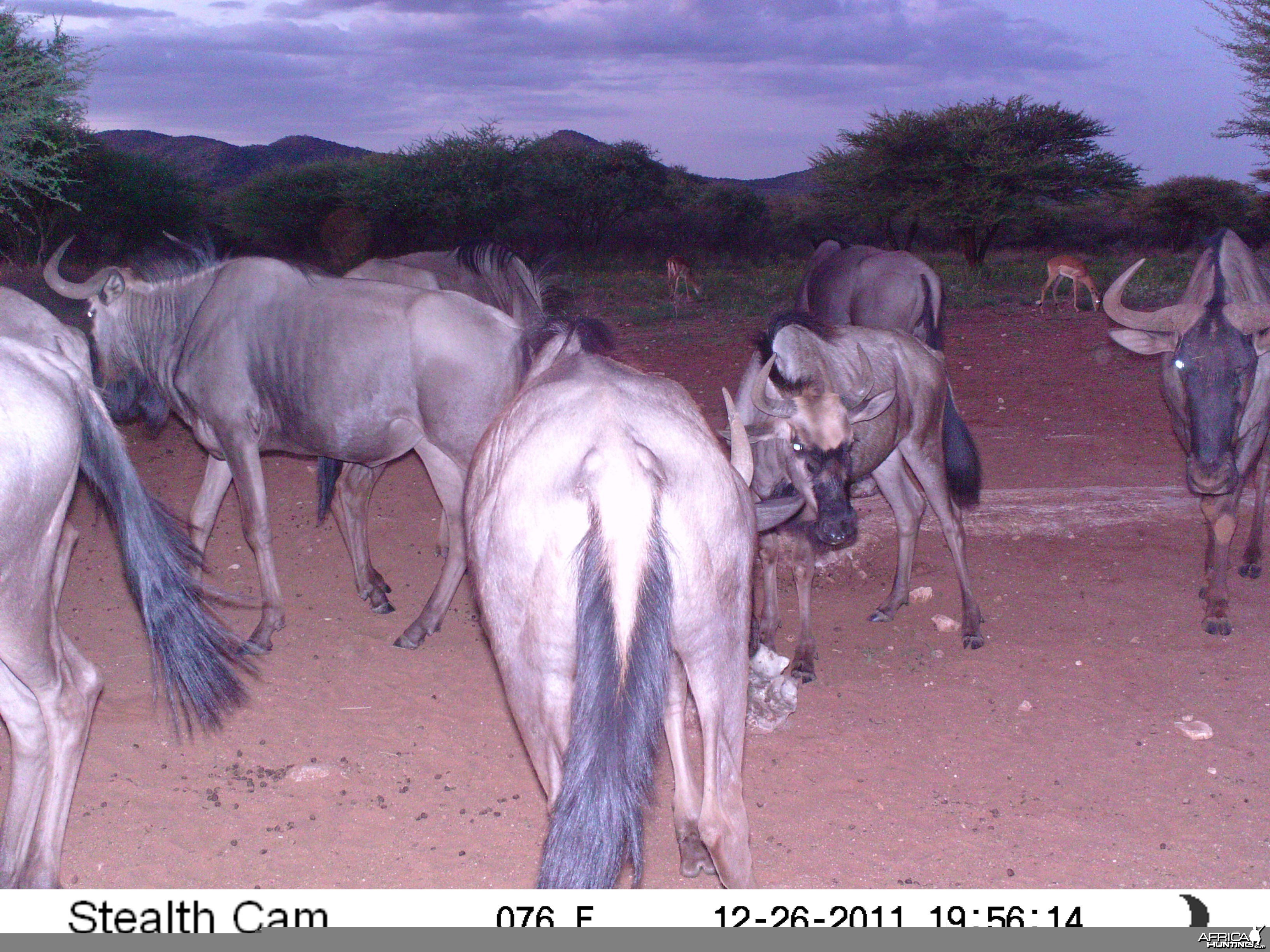 Trail Camera Namibia