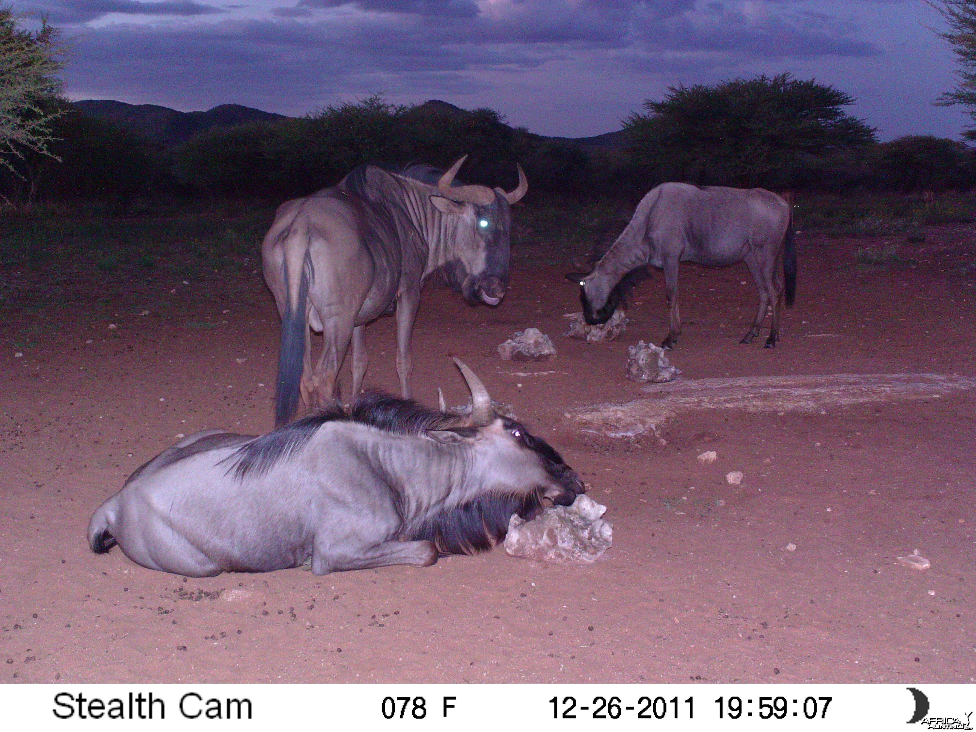 Trail Camera Namibia