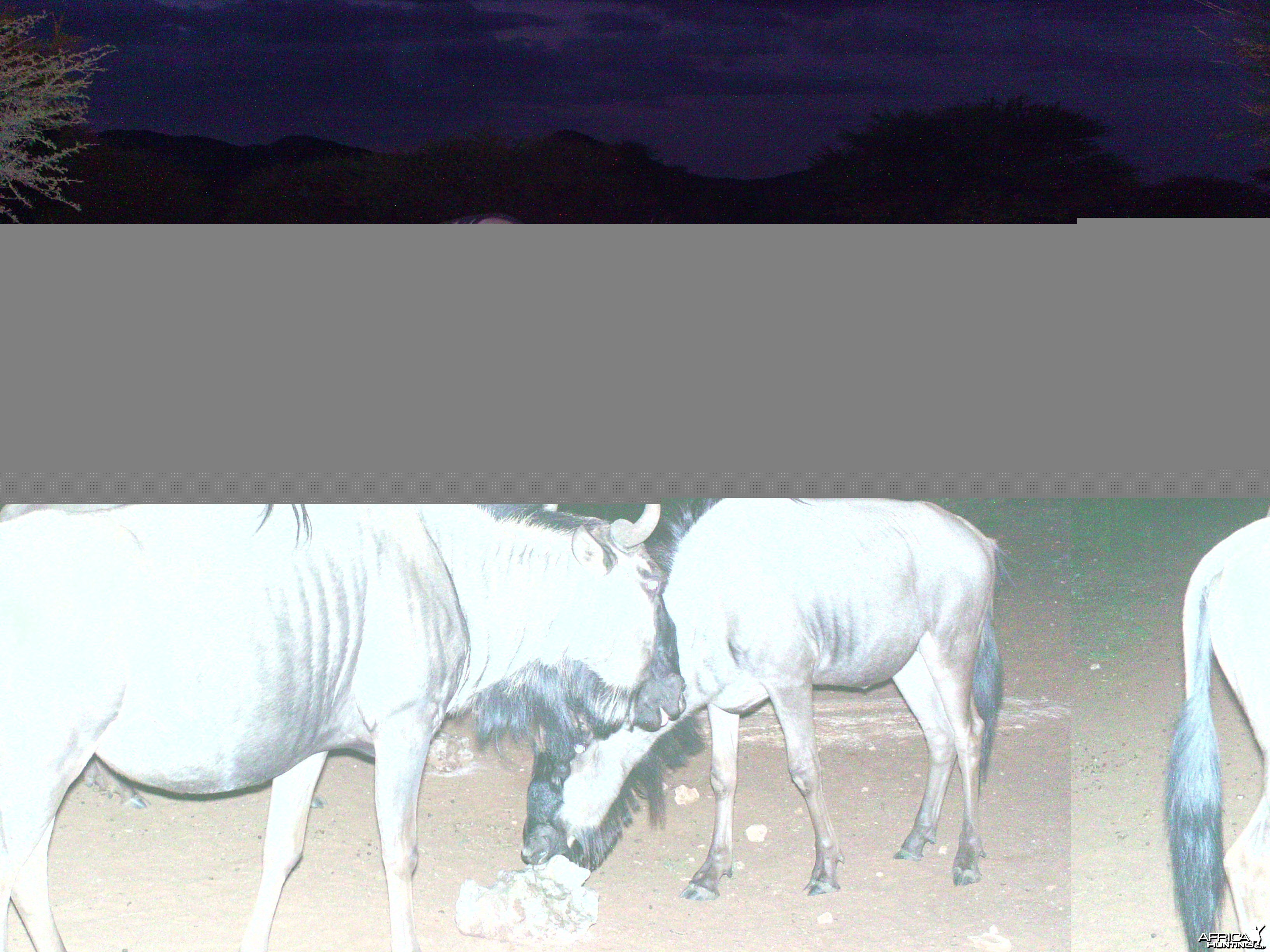 Trail Camera Namibia