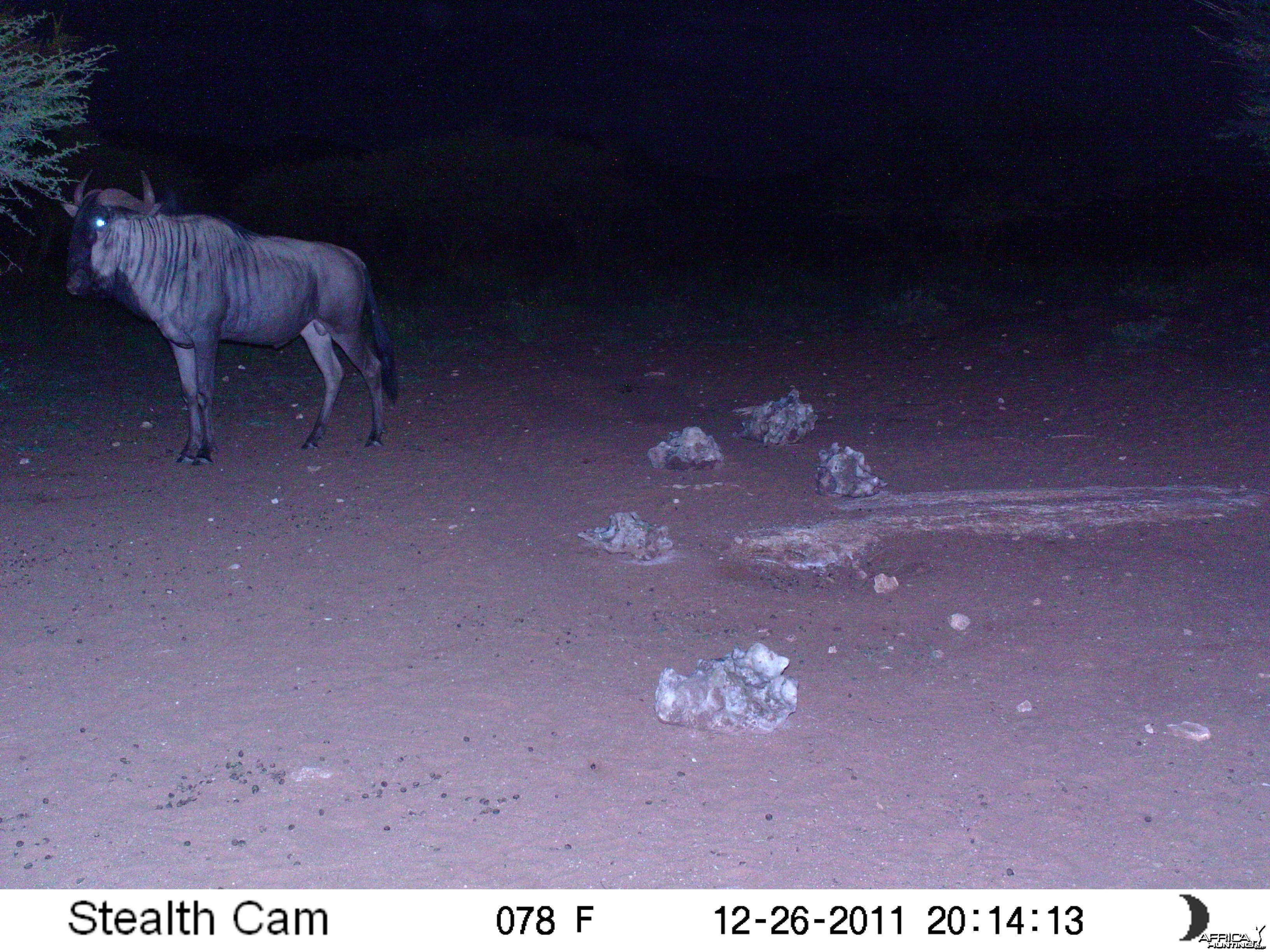 Trail Camera Namibia