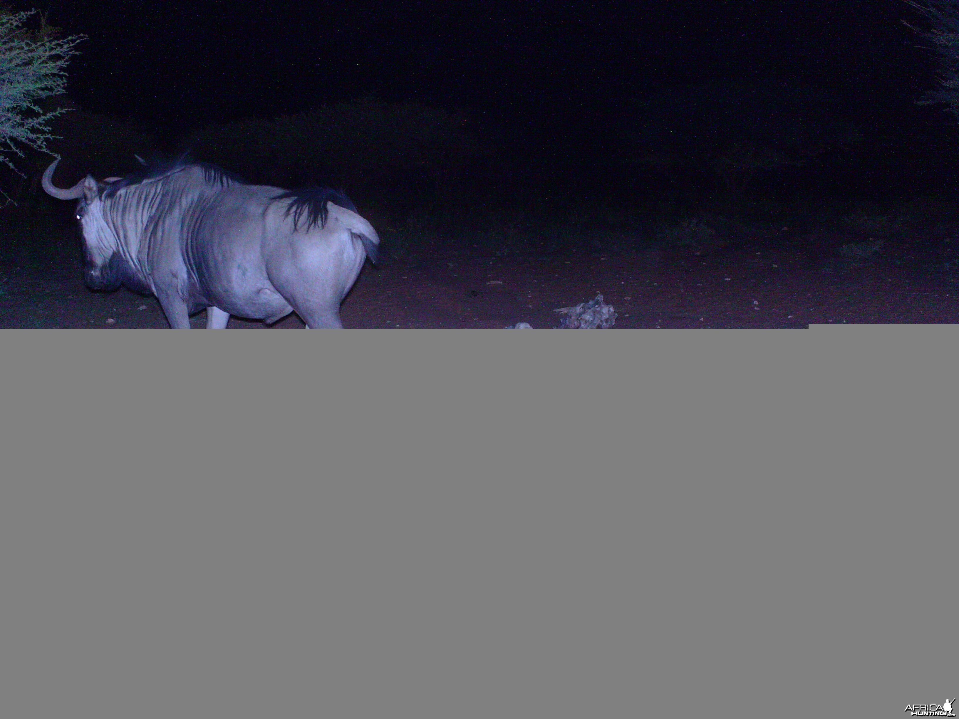 Trail Camera Namibia