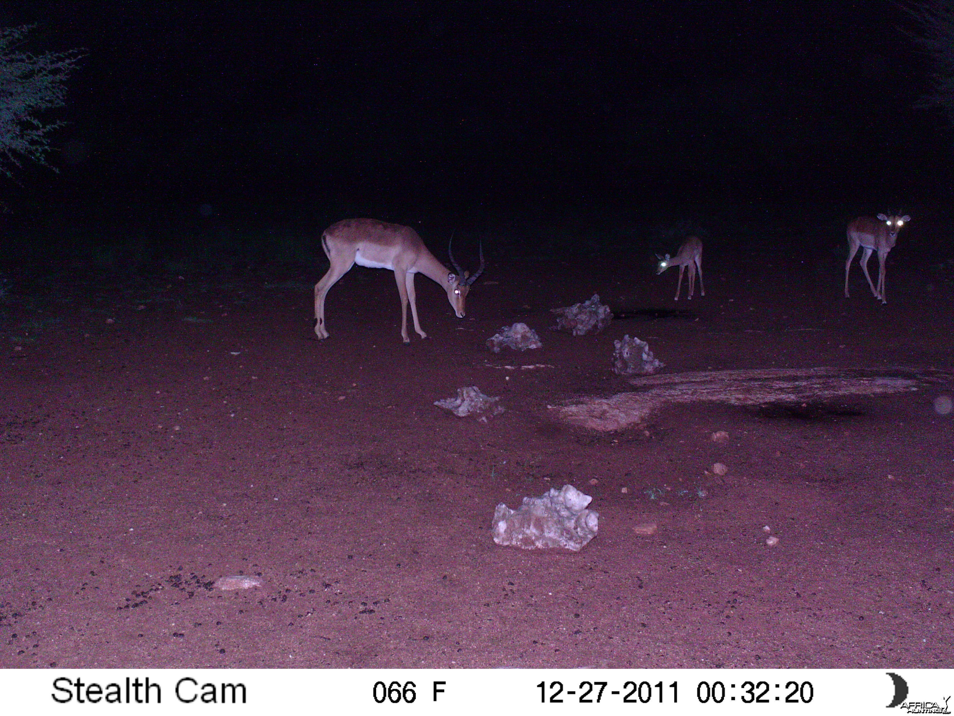 Trail Camera Namibia