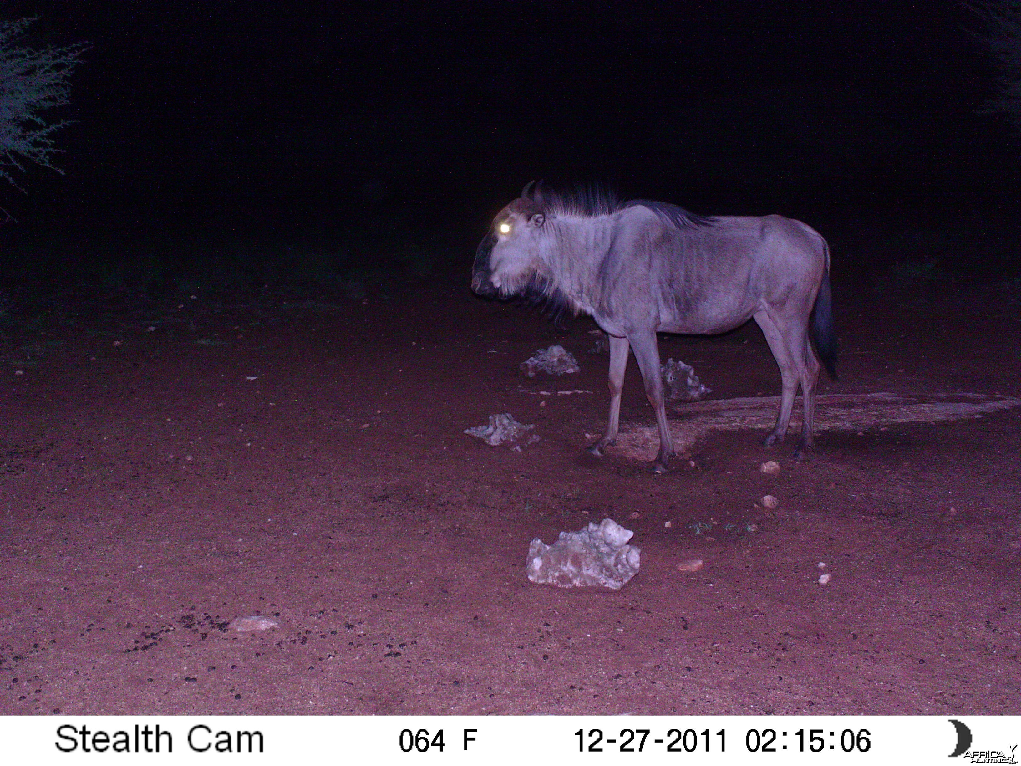 Trail Camera Namibia