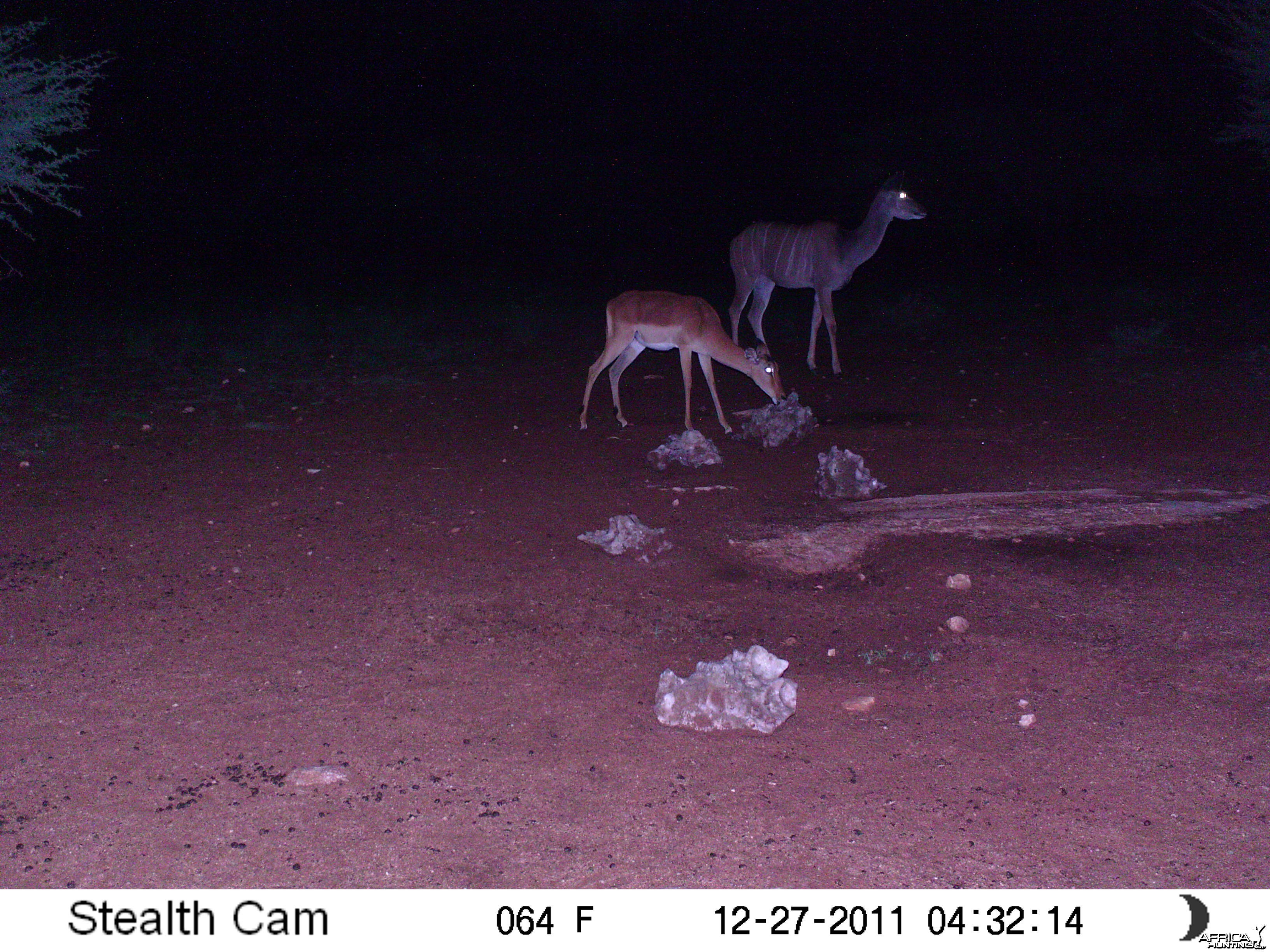 Trail Camera Namibia